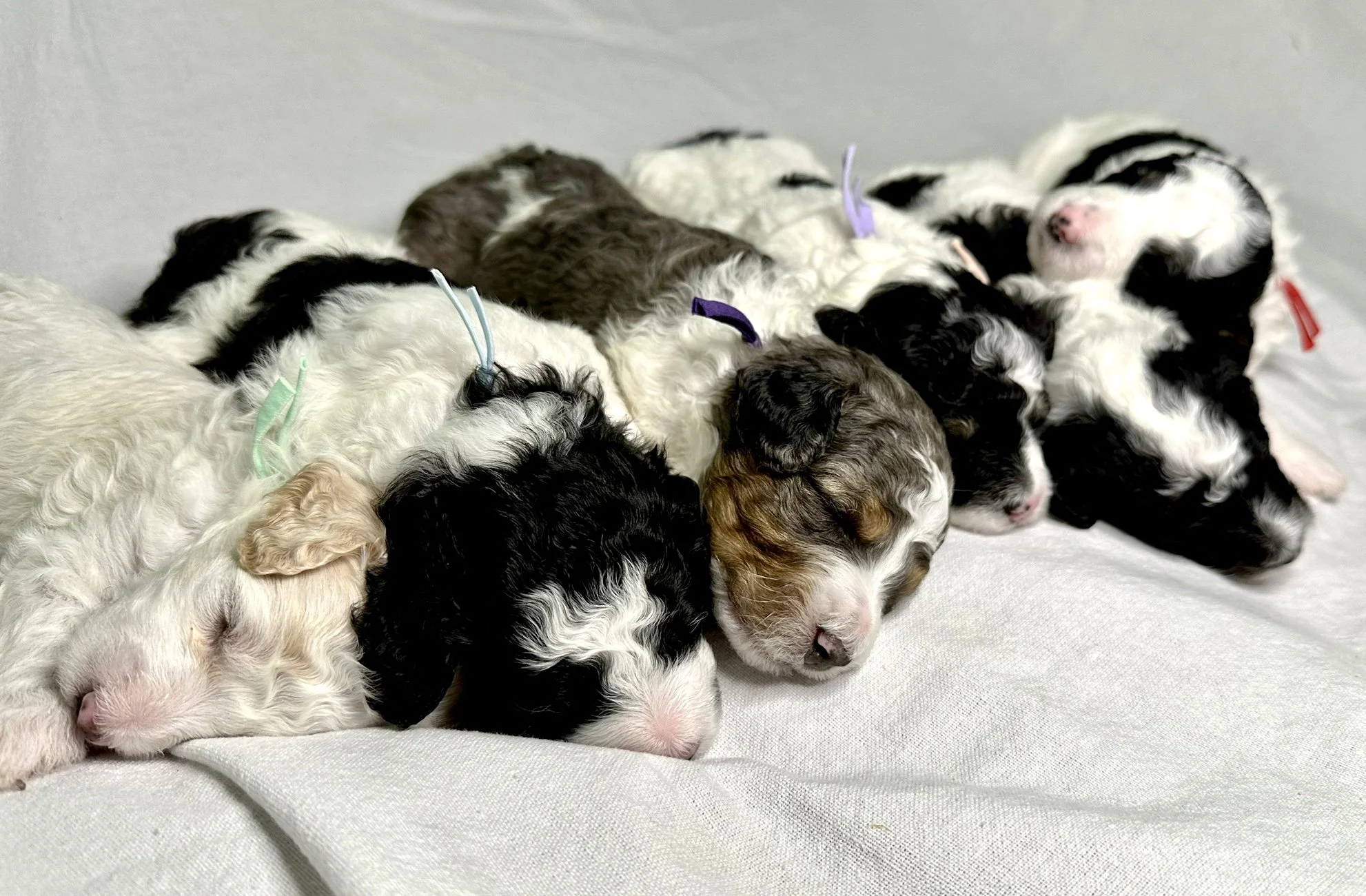 moyen-parti-poodle-puppies-laying-down-together
