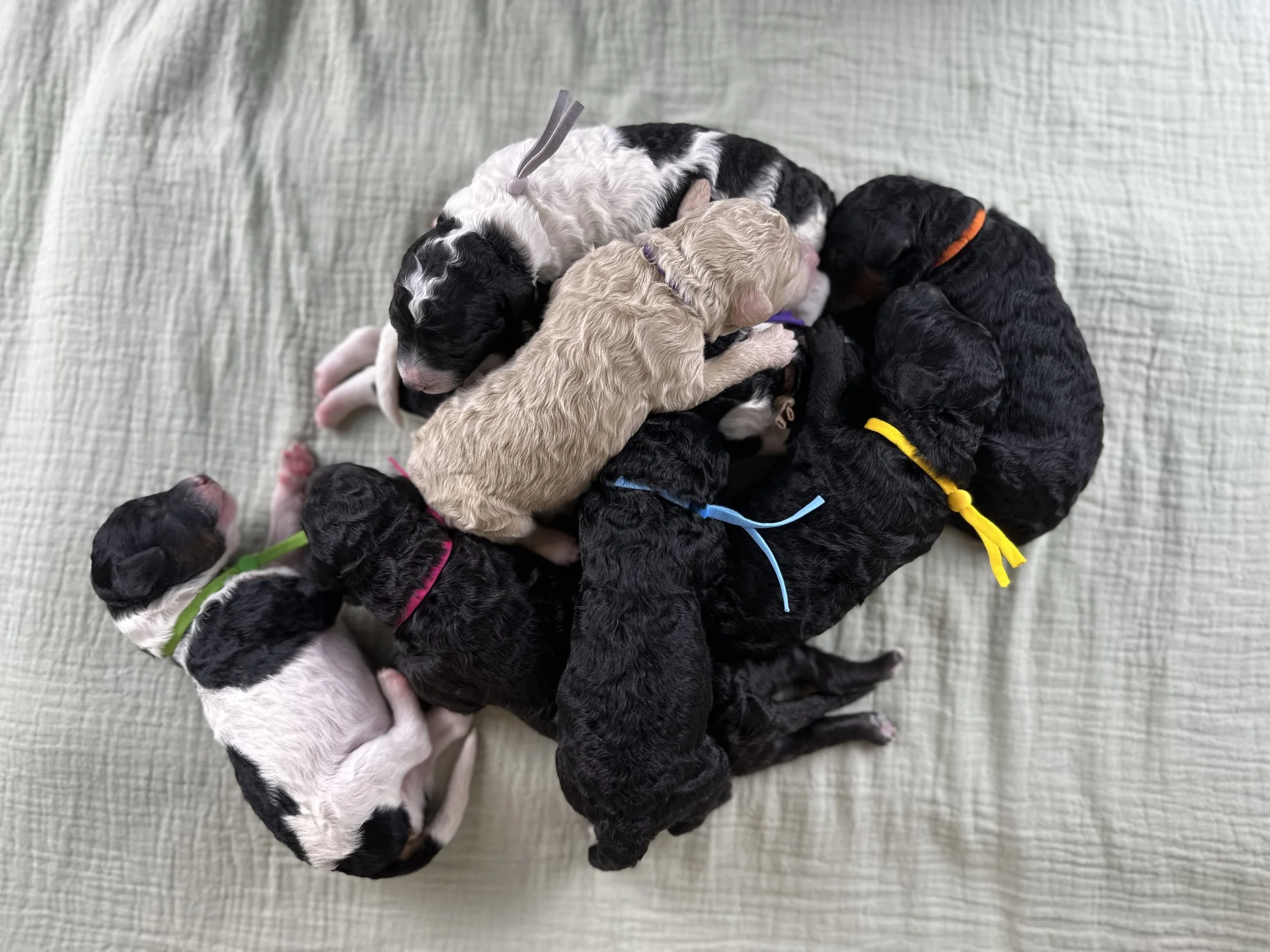 litter-of-moyen-parti-poodle-puppies-all-colors