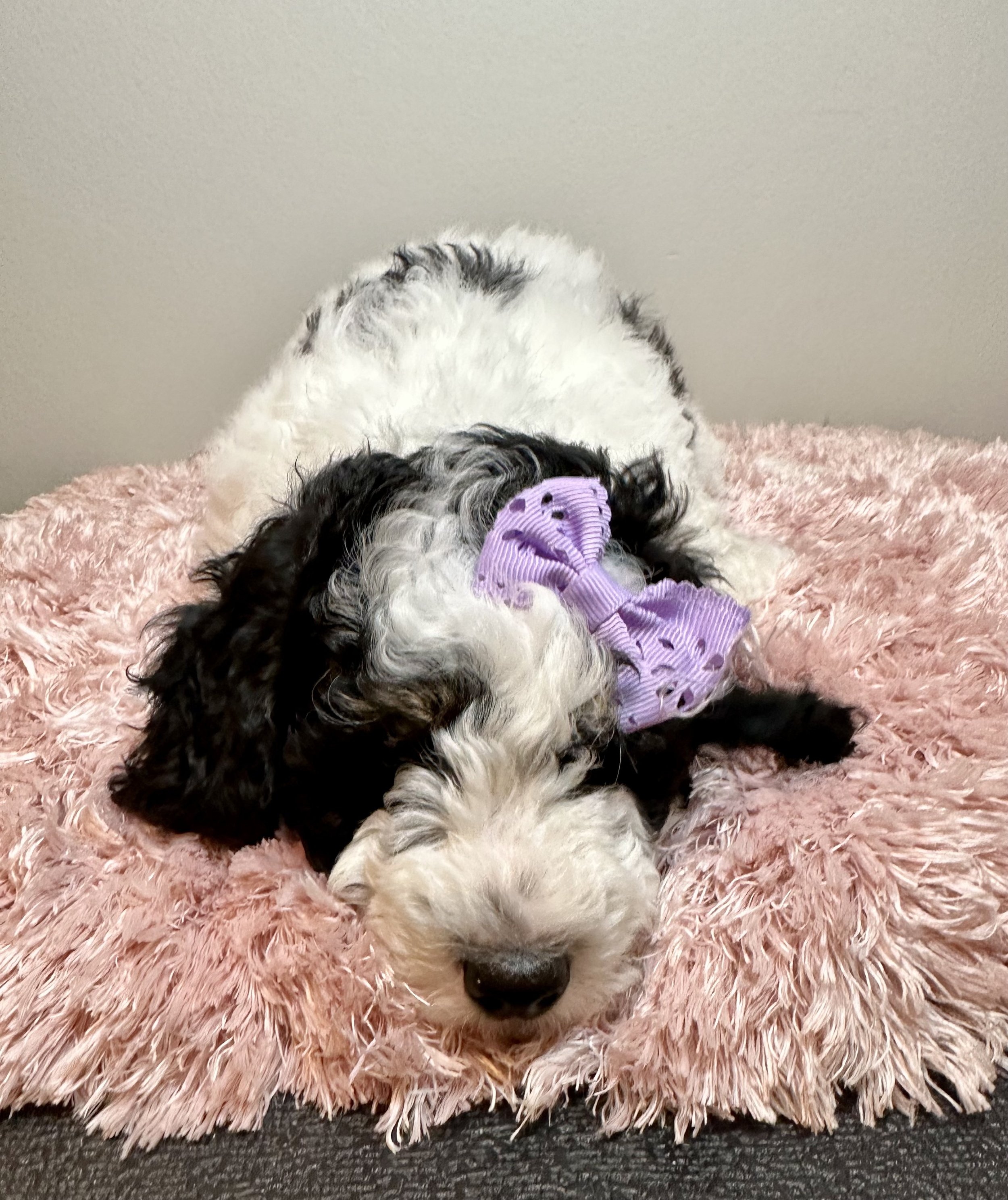 black-white-puppy-on-pick-blanket