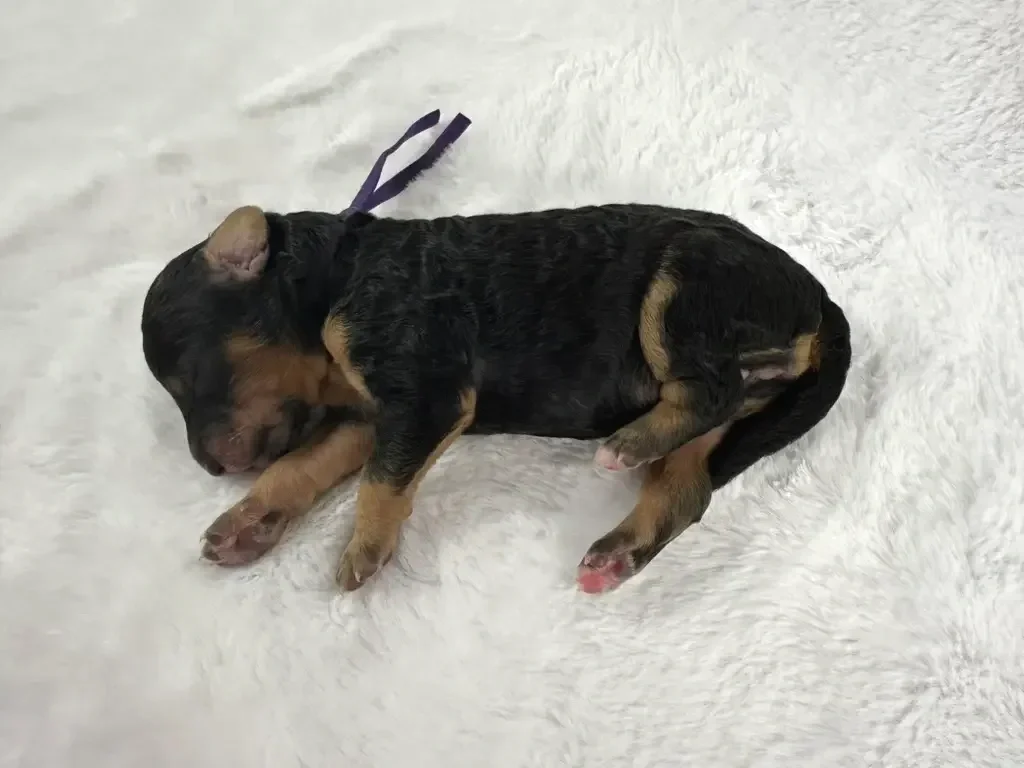 Coco