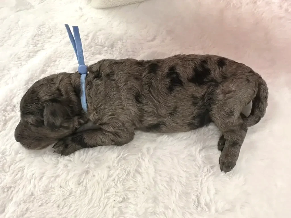 grey with black spots poodle puppy wearing a blue collar