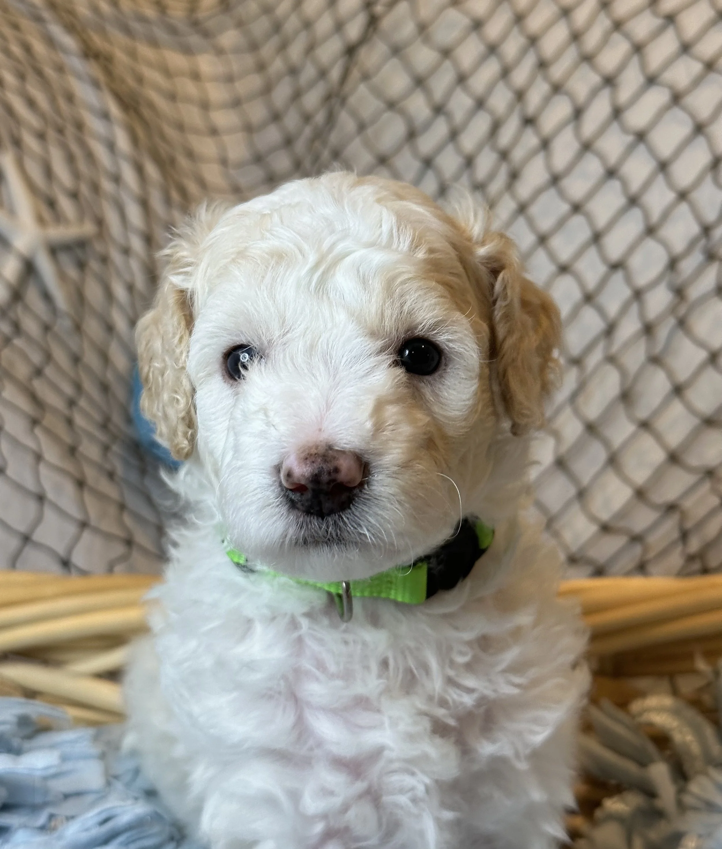 apricot-white-parti-poodle-puppy