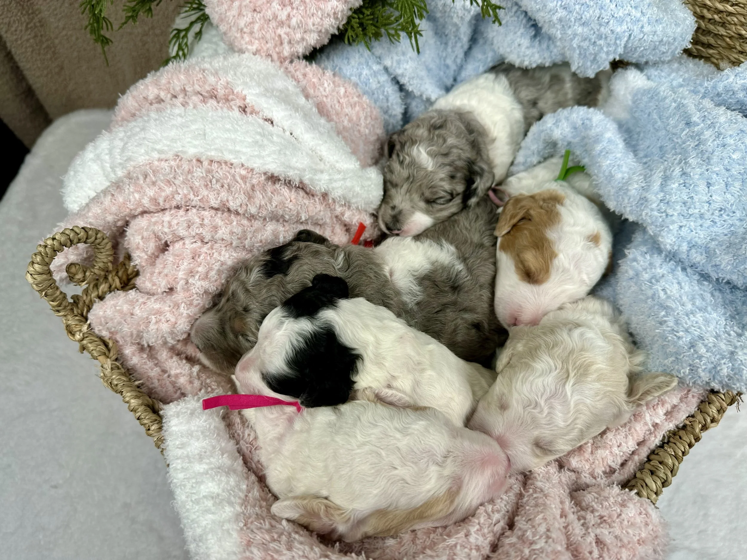 moyen-parti-poodle-puppies-in-a-basket
