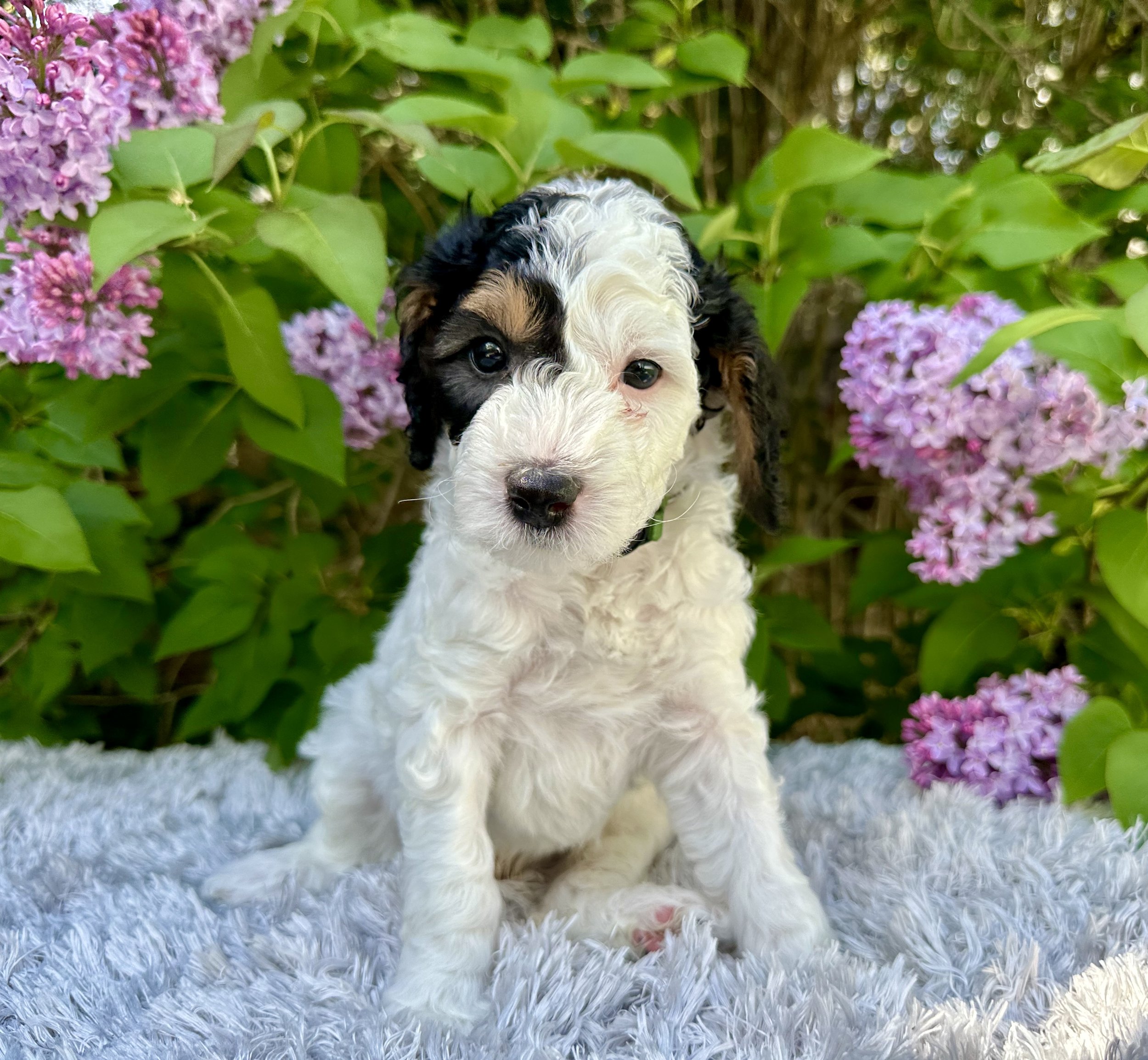 puppy-with-face-half-black