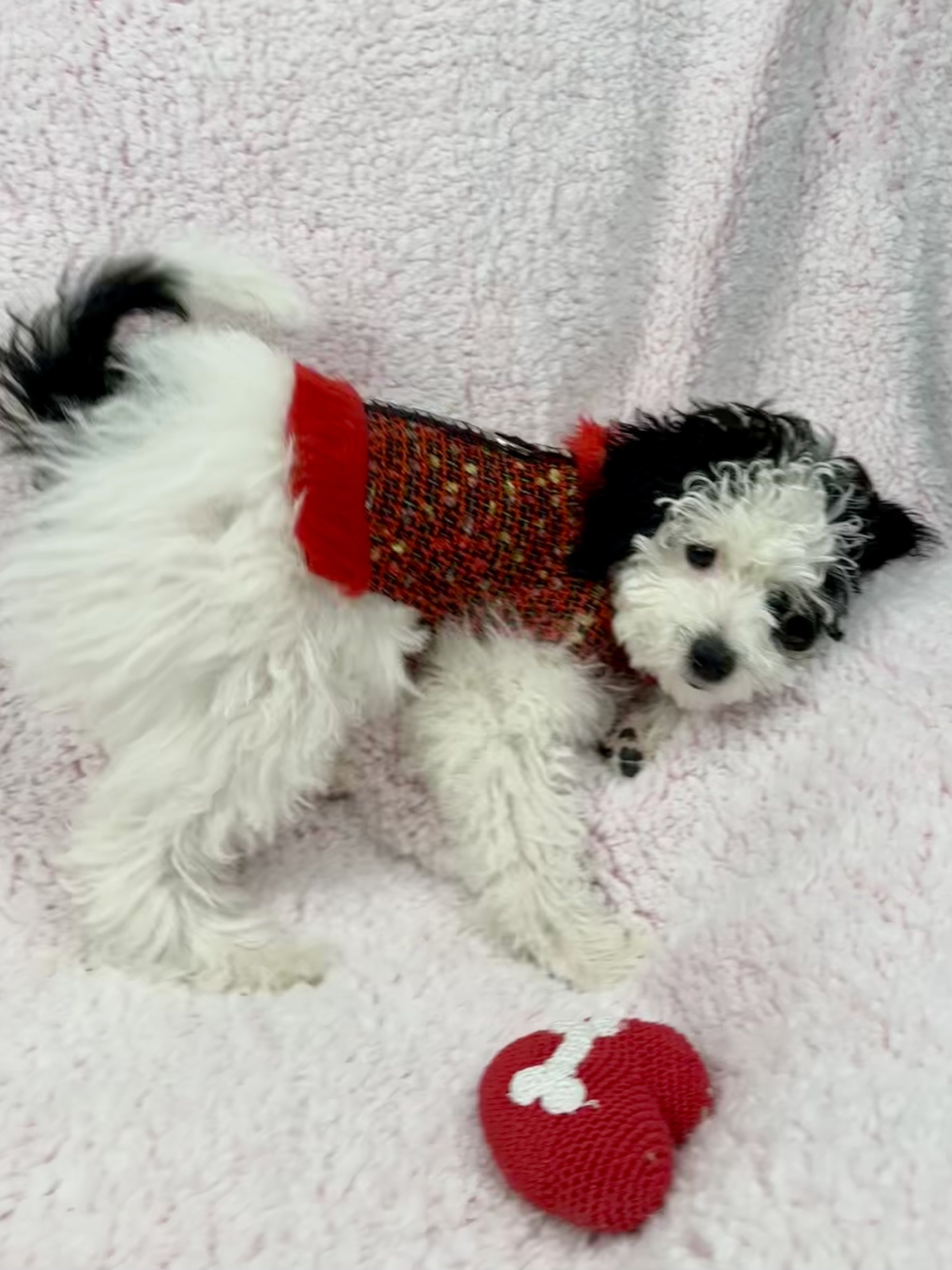 black-white-moyen-poodle-puppy-dressed-in-red-outfit
