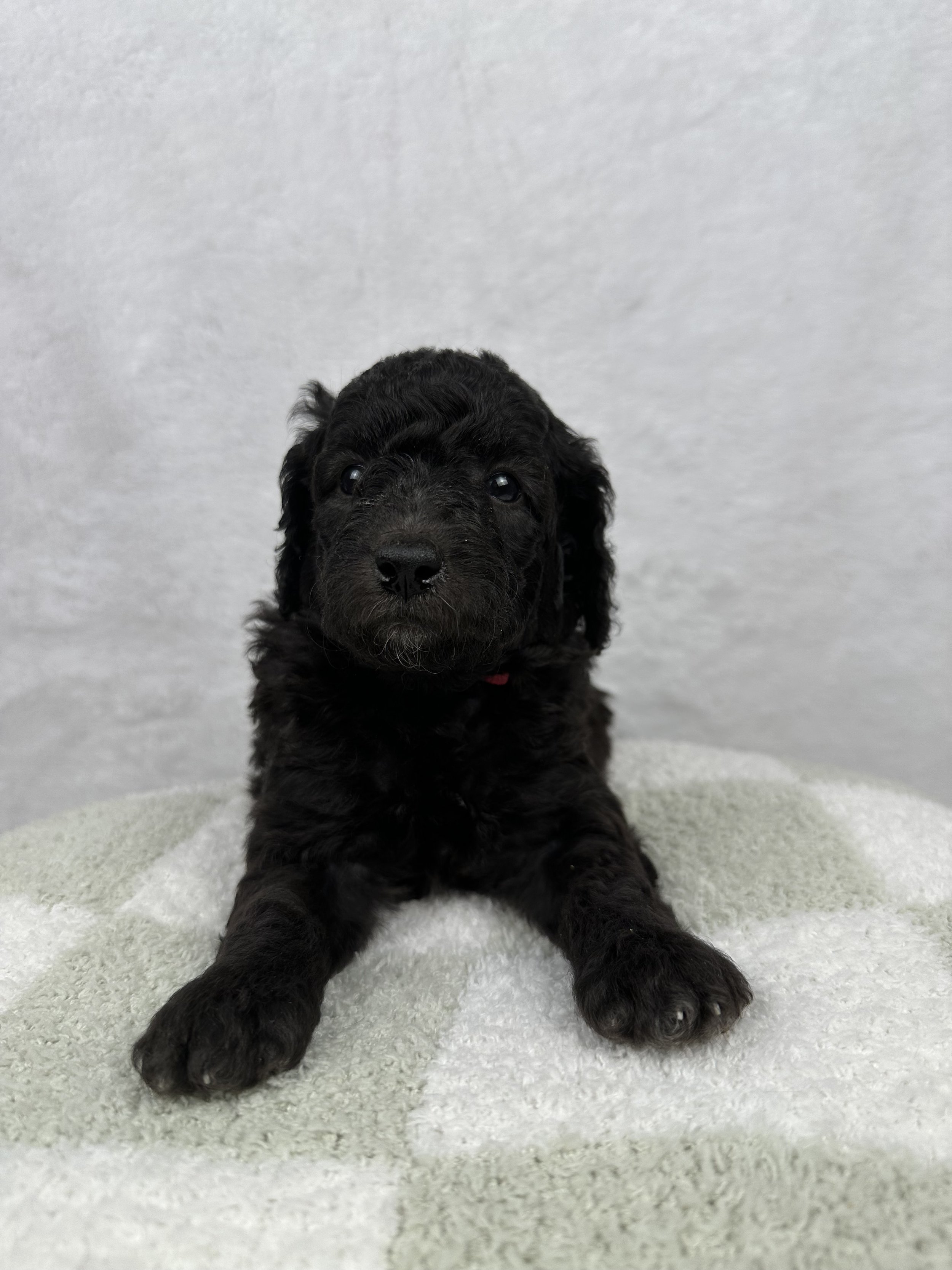 black-moyen-poodle-puppy