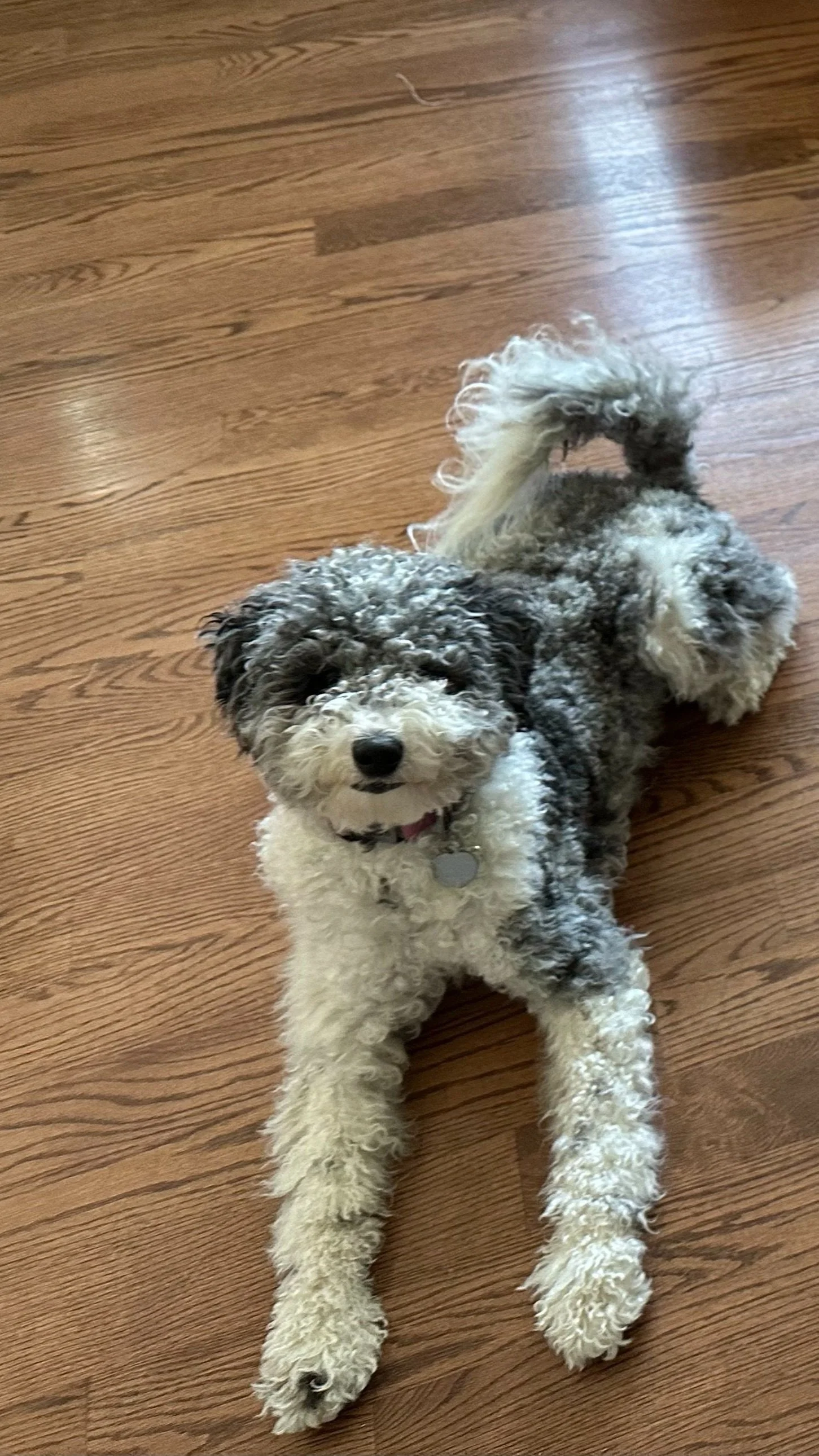 Merle Moyen Puppies Parti Merle Poodle Hotsell