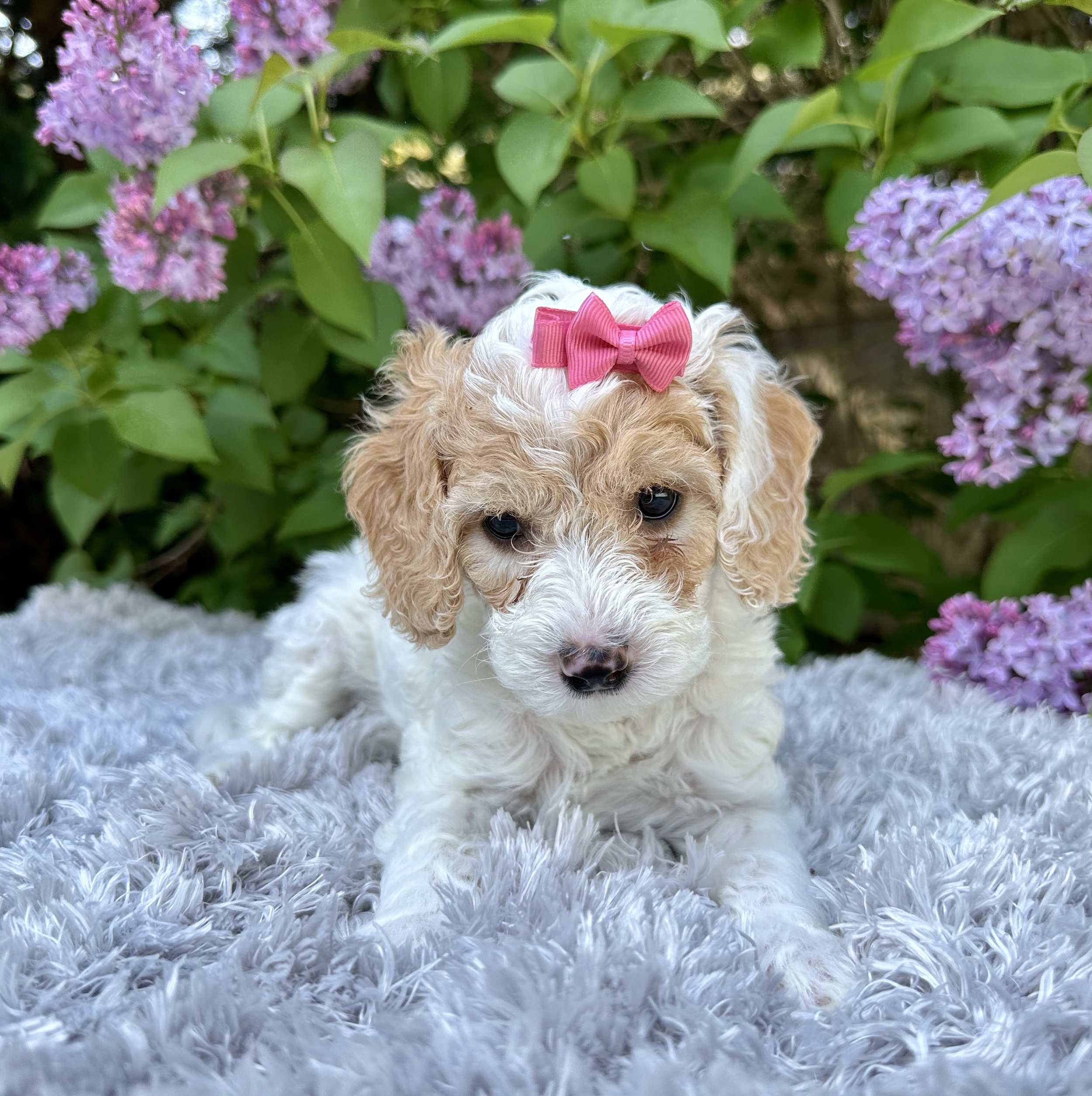 apricot-white-puppy0pink-bow