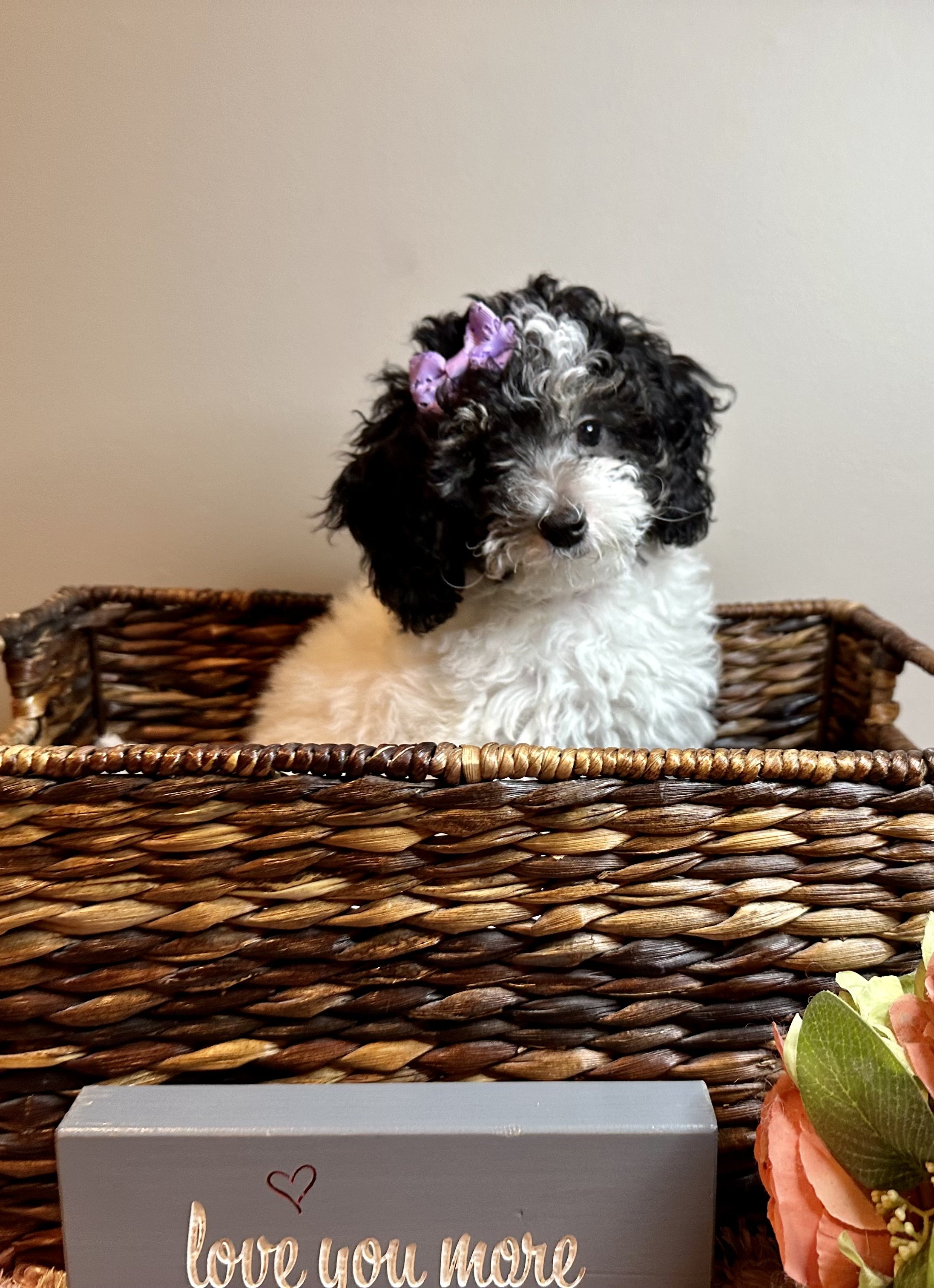 black-white-puppy-parti-poodle-with-purple-bow