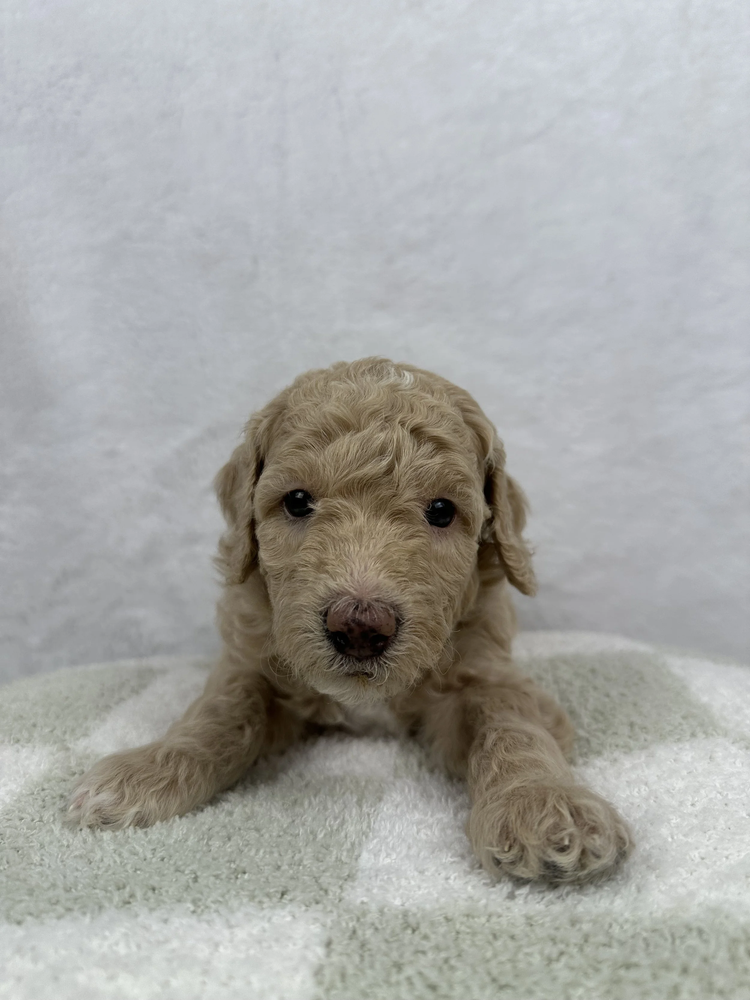 apricot-moyen-poodle-puppy
