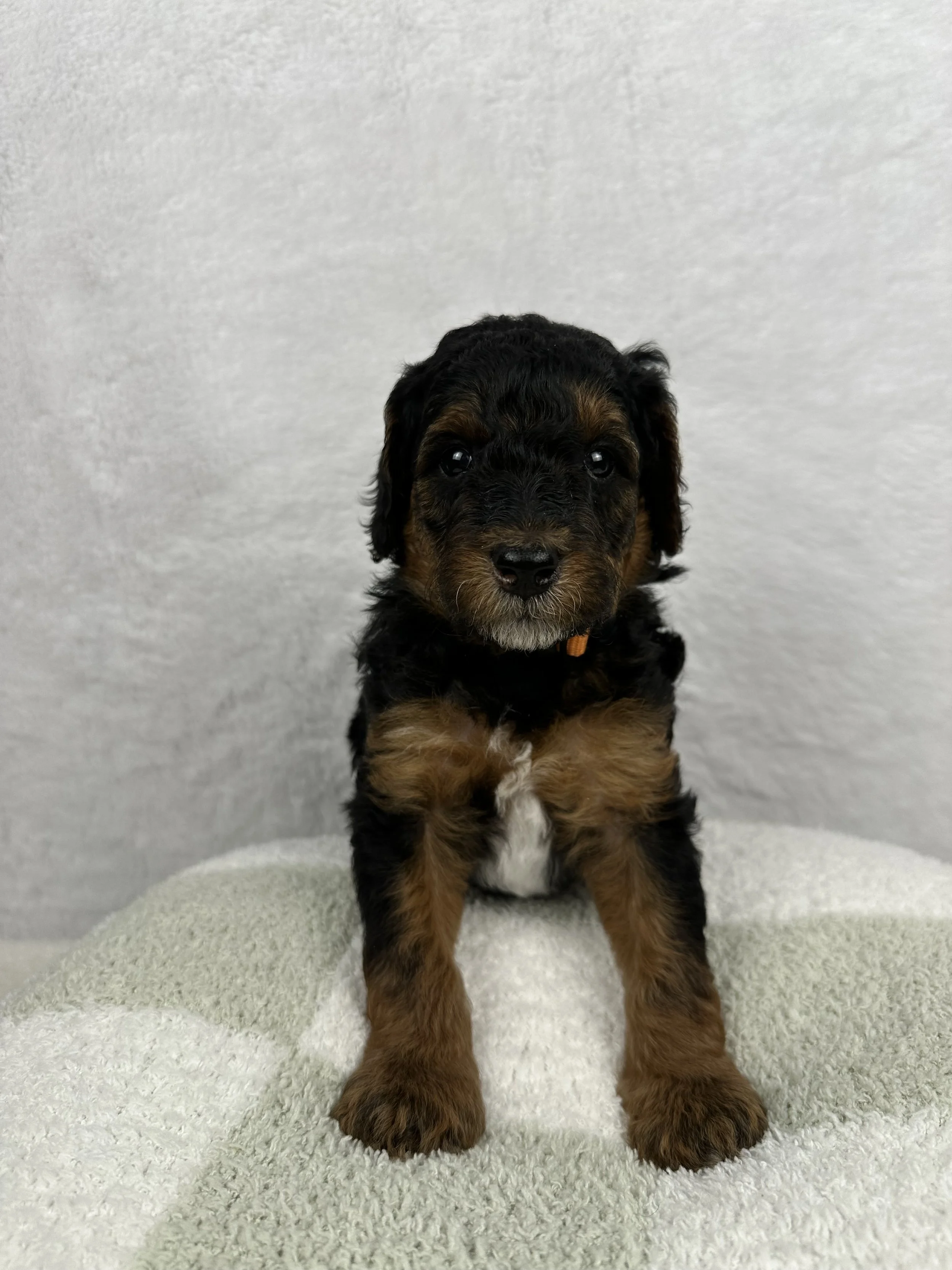 black-and-tan-phantom-moyen-poodle-puppy