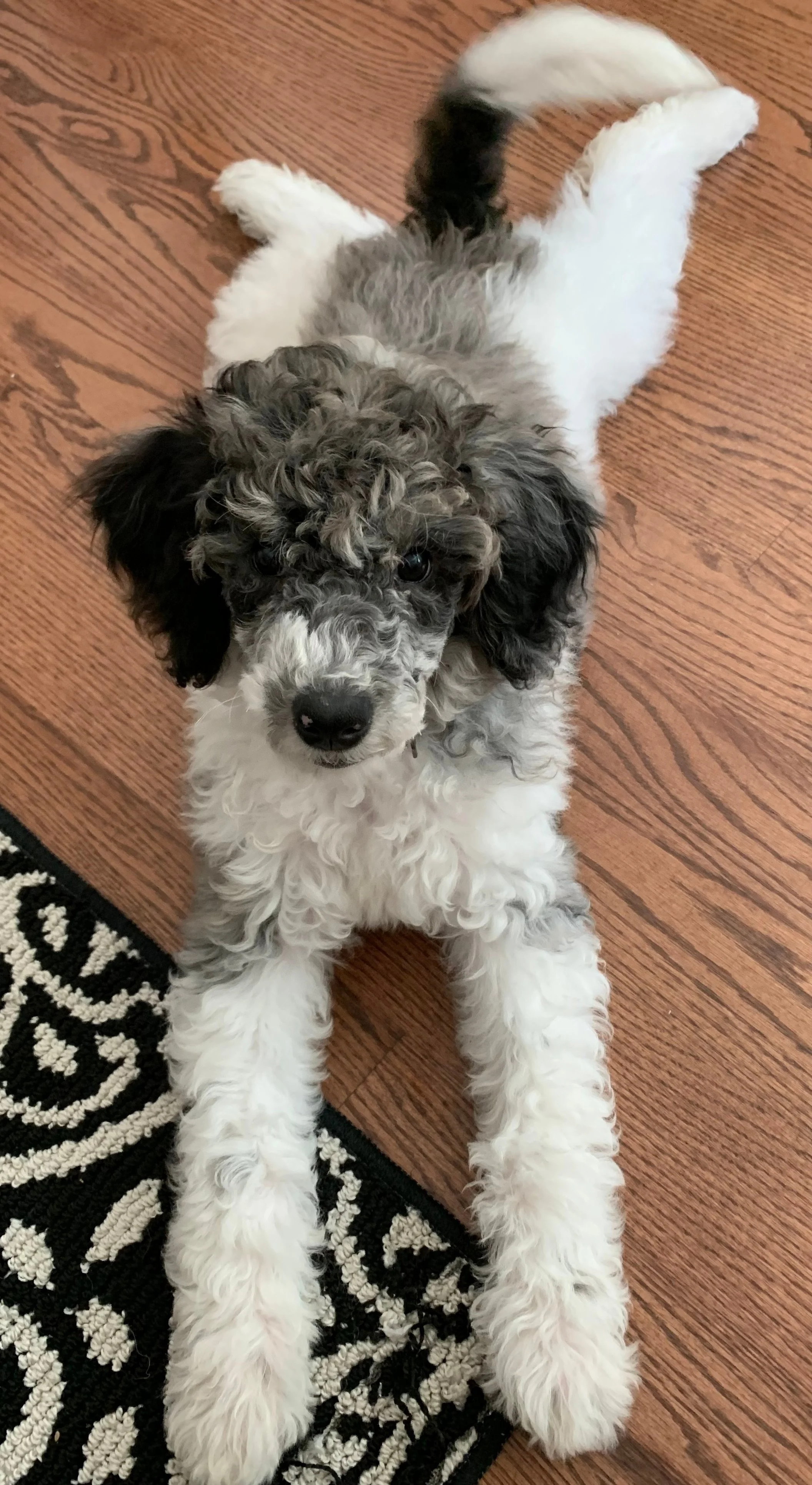 Poodle Puppies Wichita Ksrubrankings Fort Worth - quqzpi2