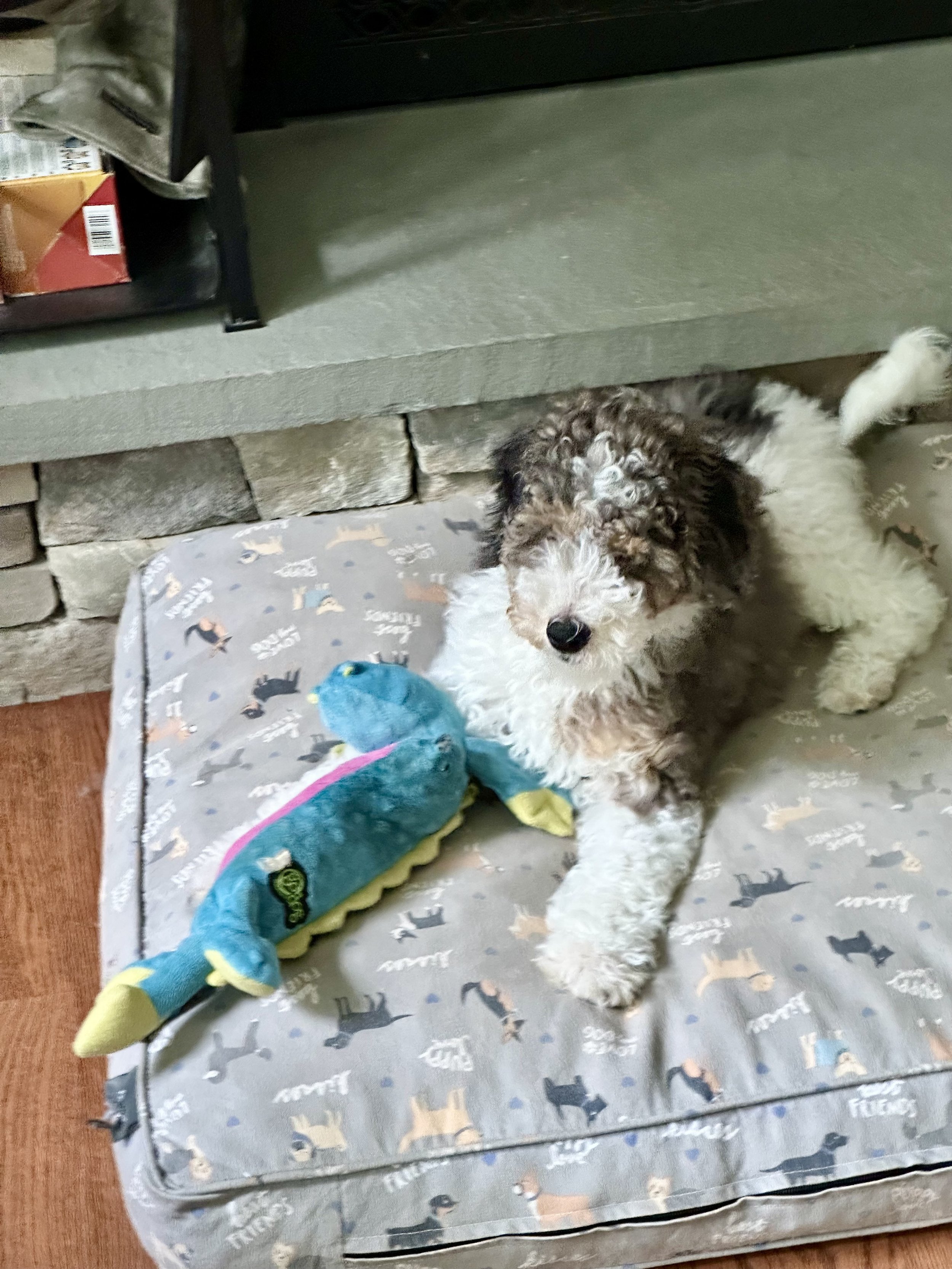 multi-colored-moyen-puppy-on-dog-bed
