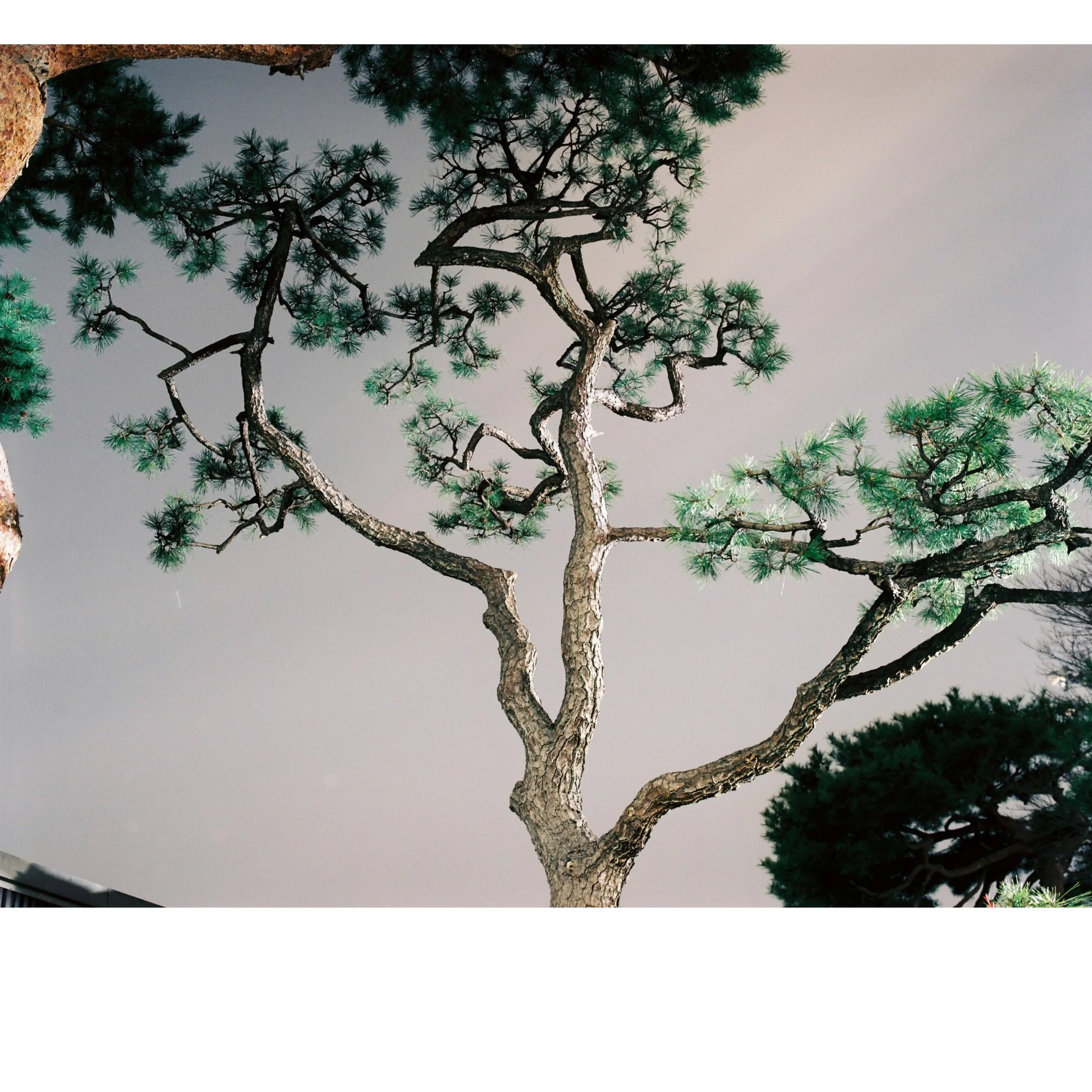 Untitled design-7.jpg