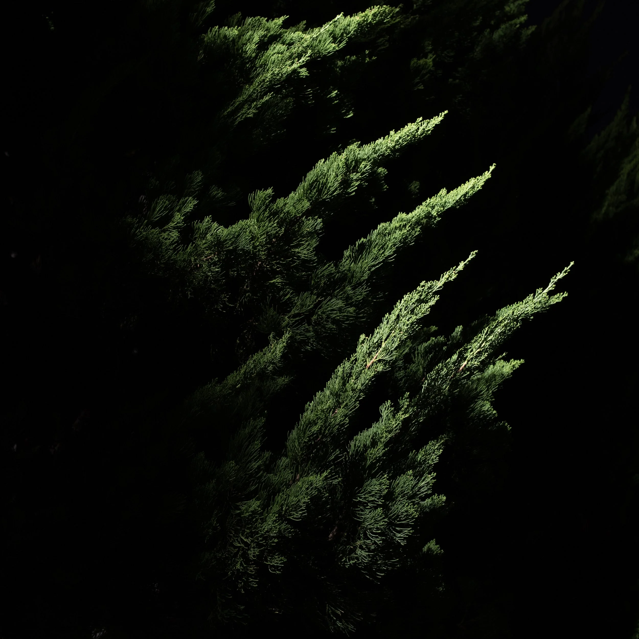 67C291C9-284D-4789-81D3-2069C70435C7 copy.jpg