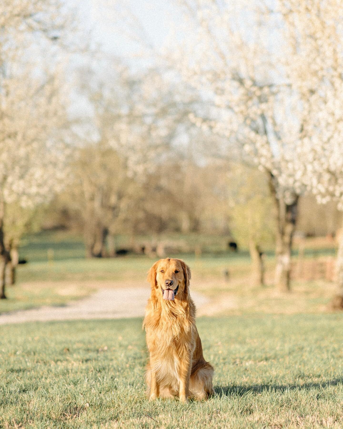 When spring comes early in Tennessee, you grab your camera and pose your pup.☀️

I took these photos early last week and dang am I excited for all the beautiful spring sessions coming so soon! There&rsquo;s nothing quite like the soft spring flowers 
