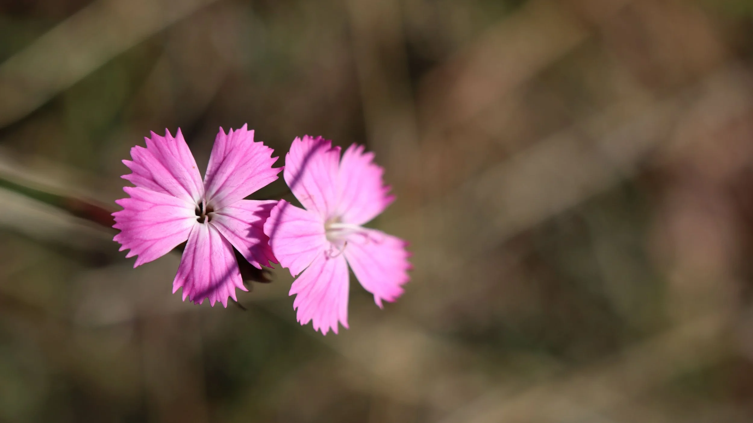 Wild flowers