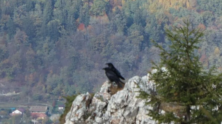 Ravens