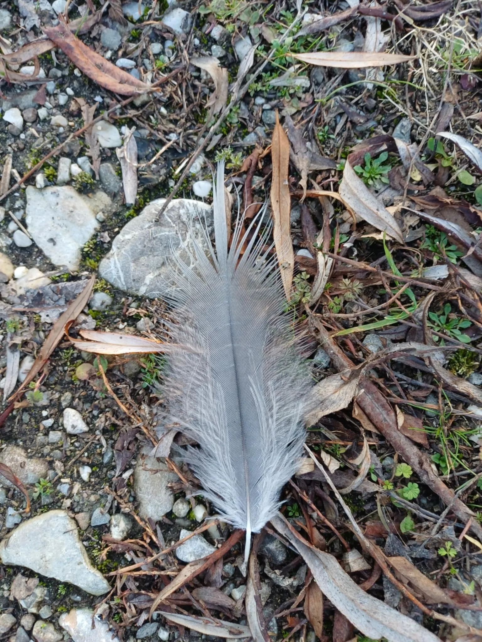 Feather