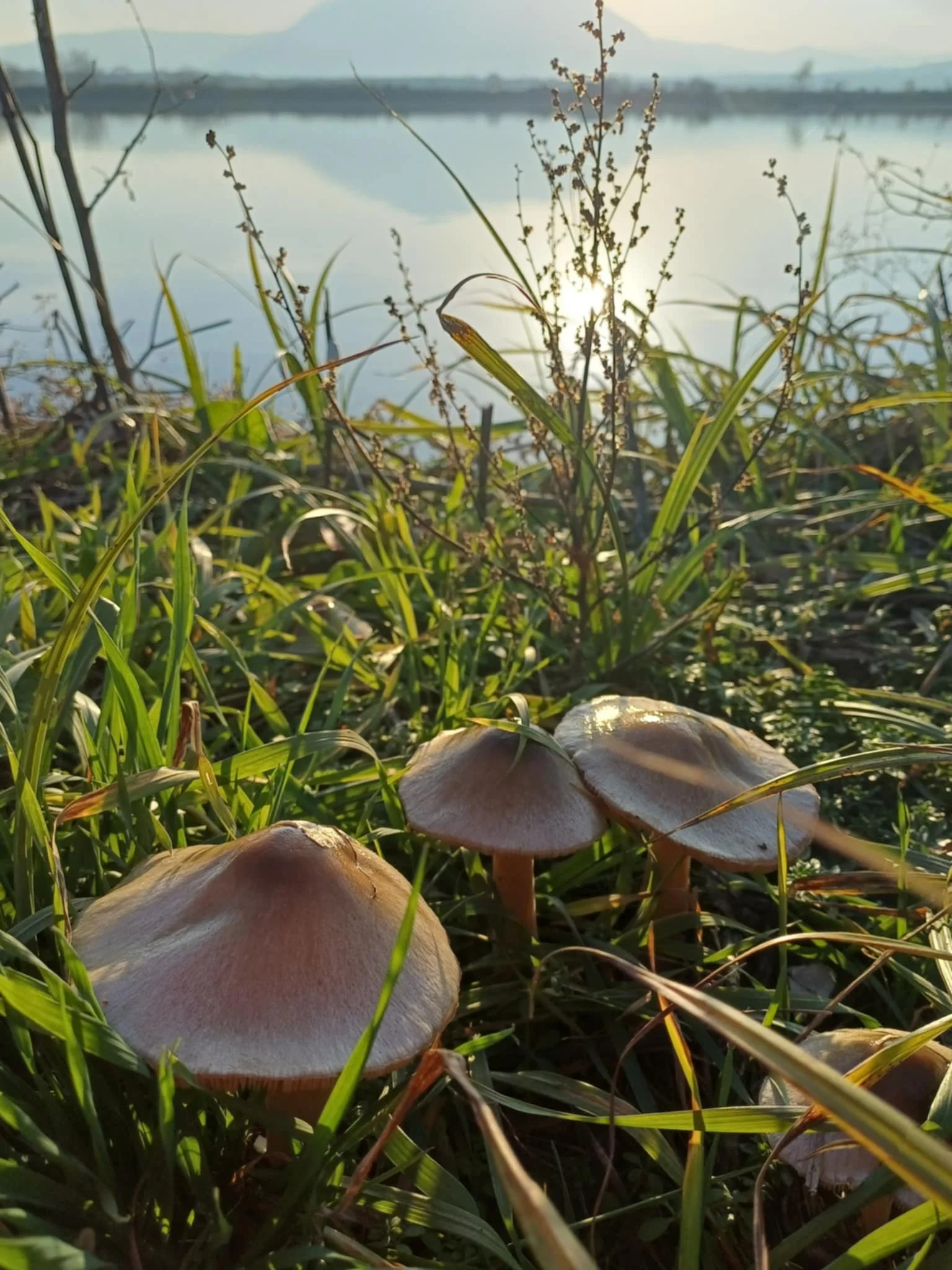 mushrooms