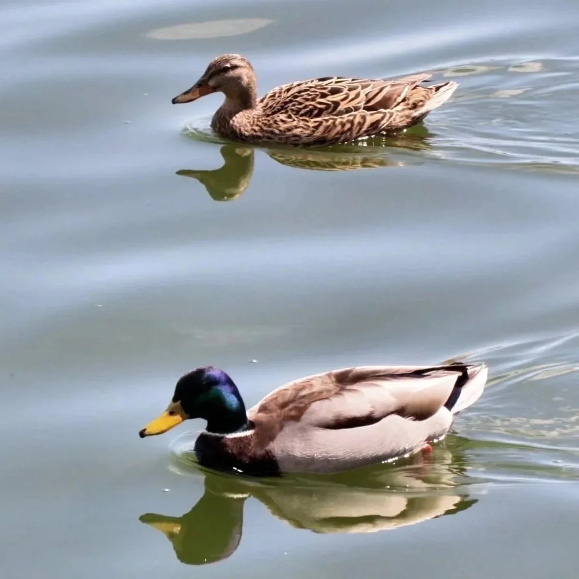 Whispers at the Water’s Edge