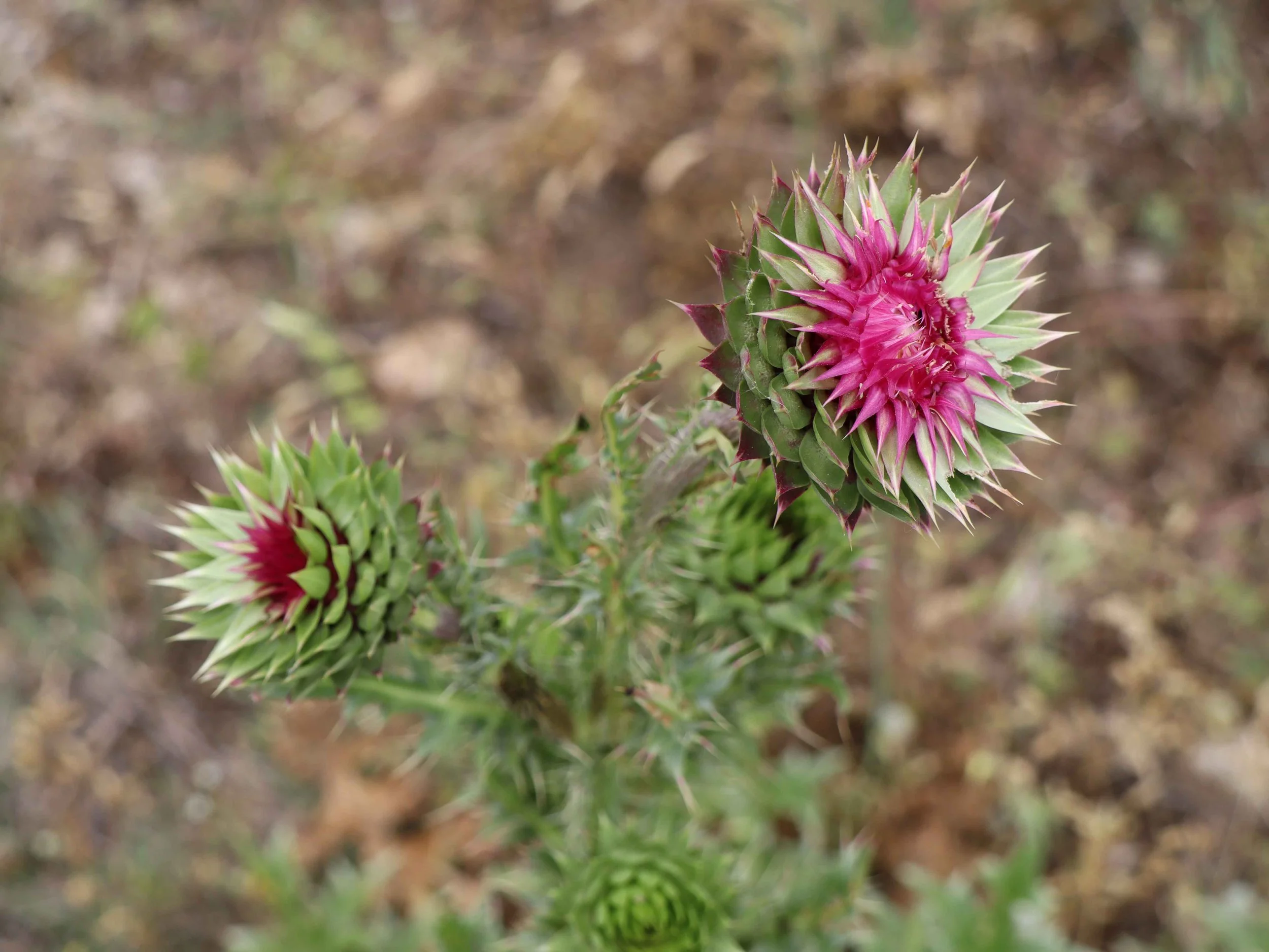 Dobrogea Gorges flora