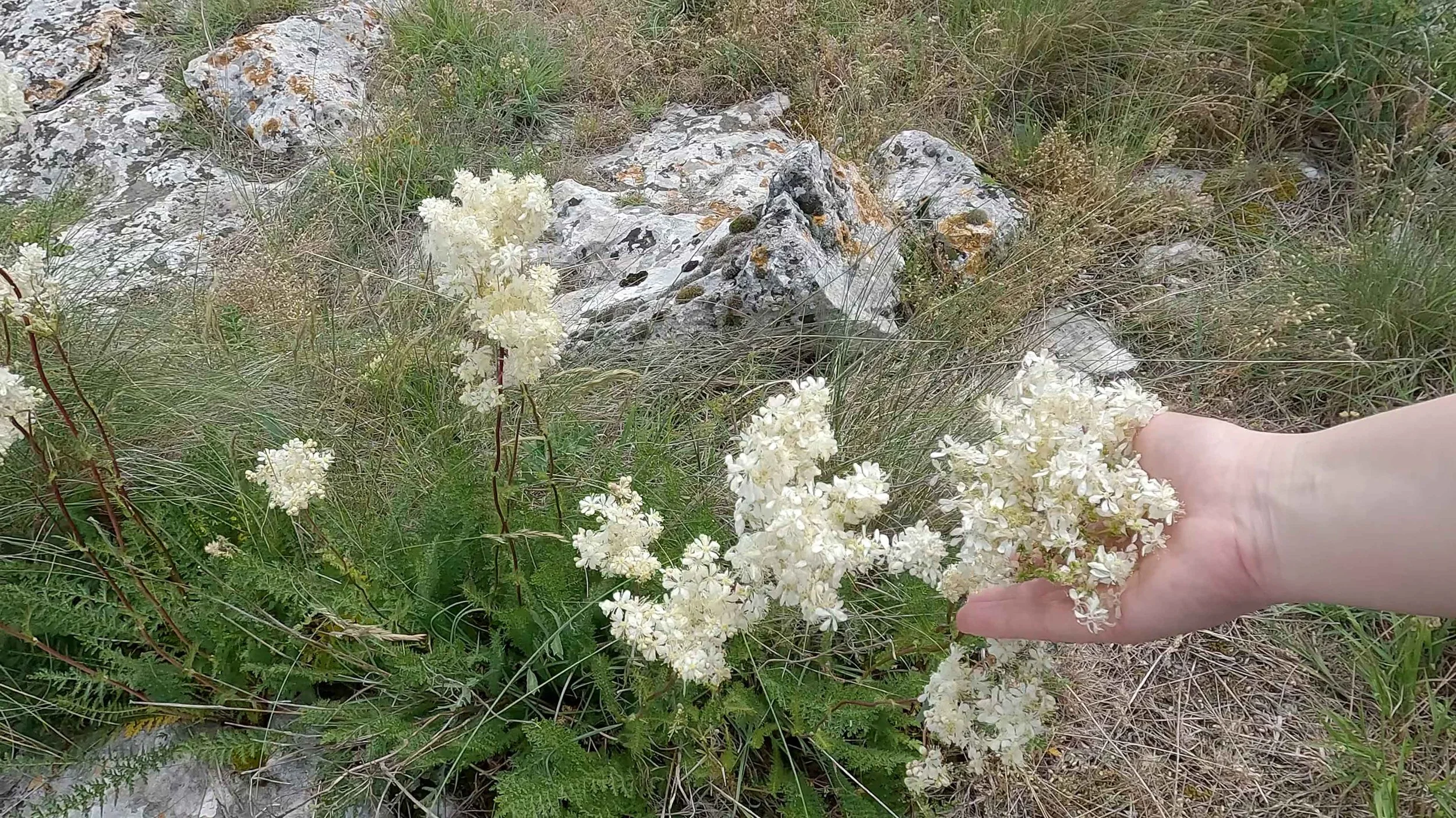 Dobrogea Gorges flora