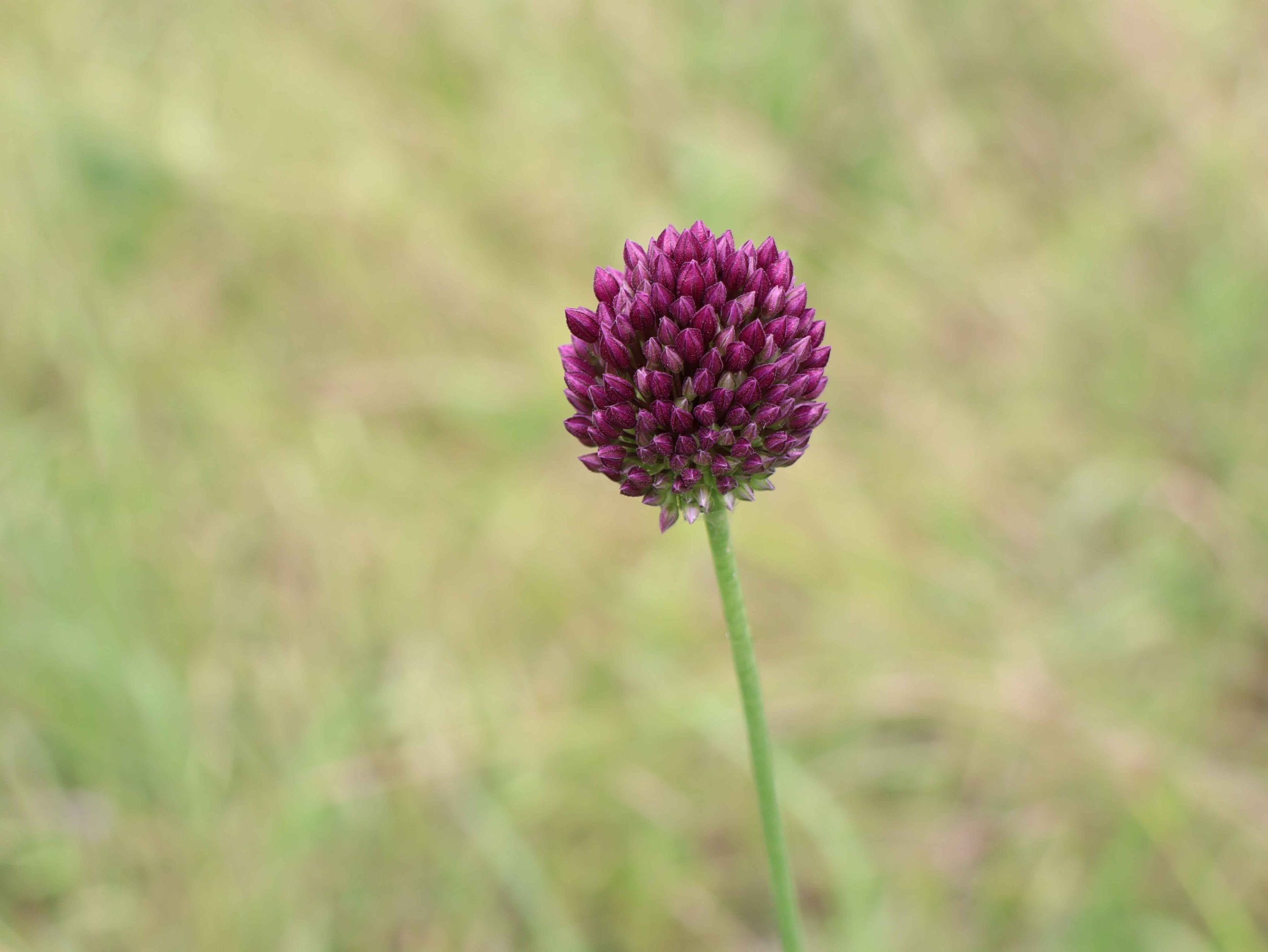 Dobrogea Gorges flora