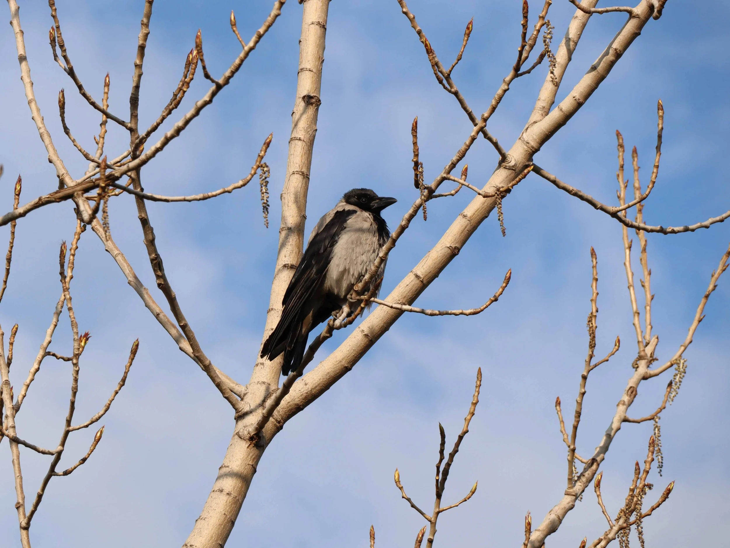 Hooded crow by Artist Andreea Cataros