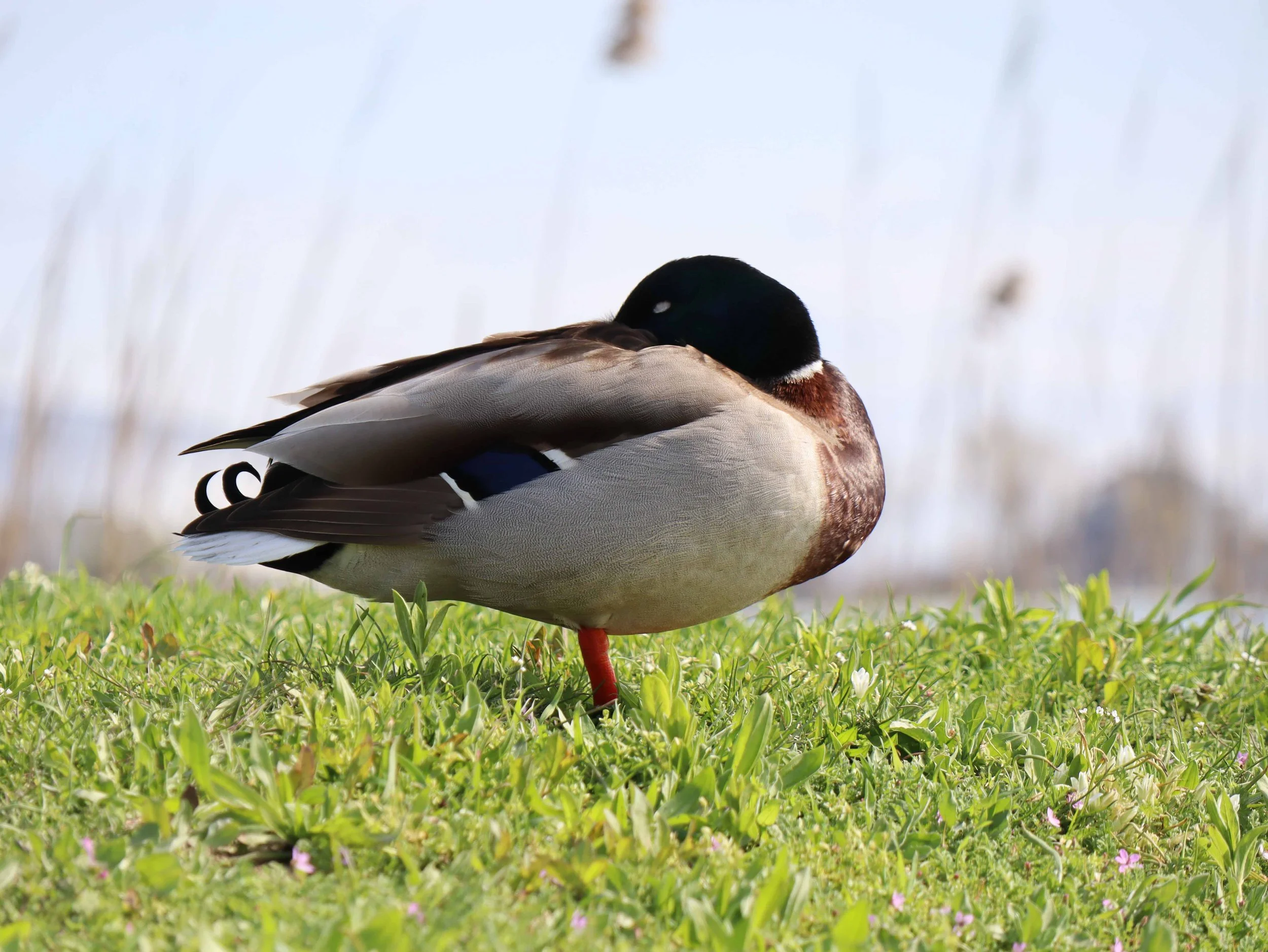 Mallard in Transylvania by Andreea Cataros Artist