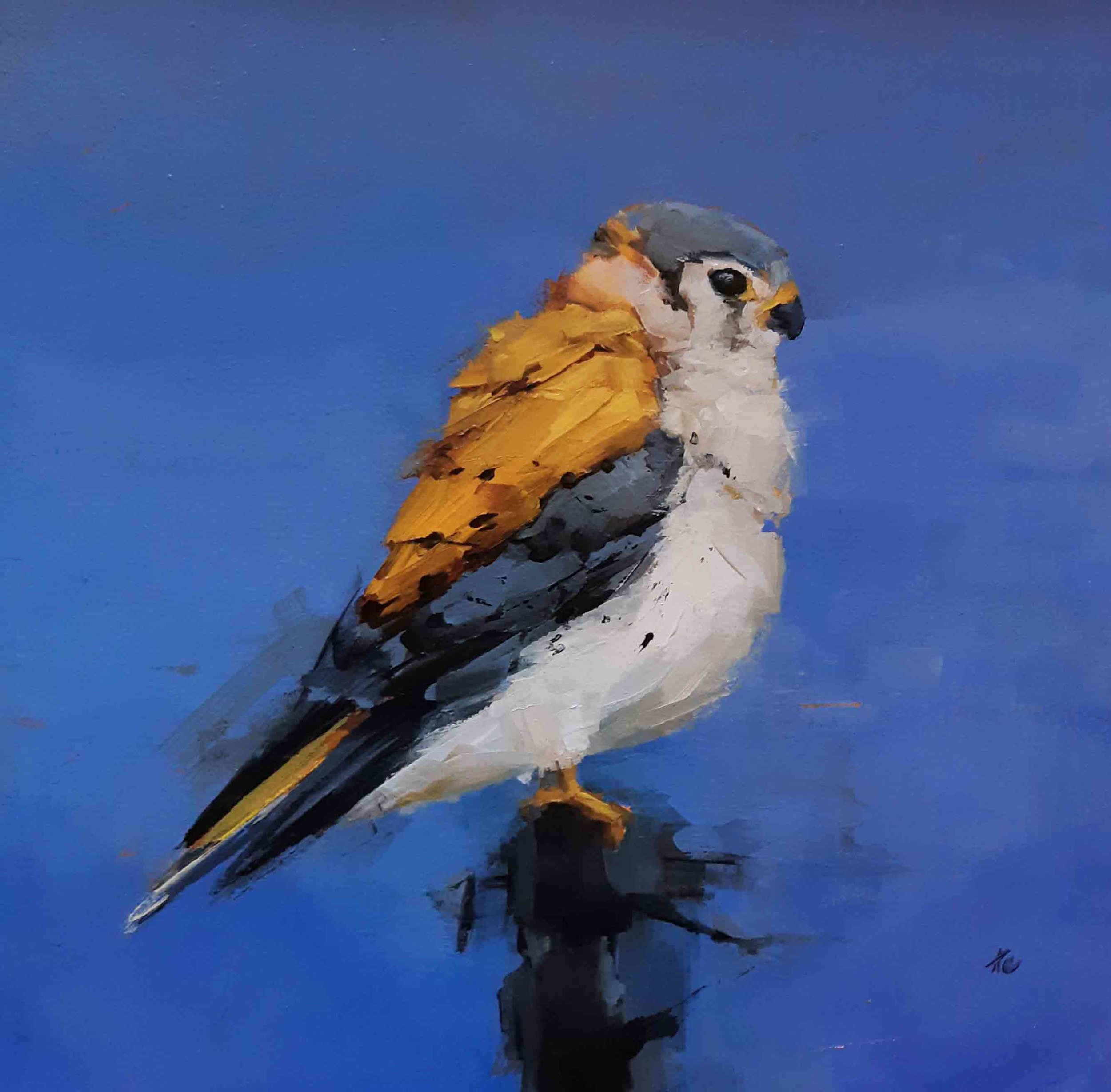 Against the deep blue (Common Kestrel)