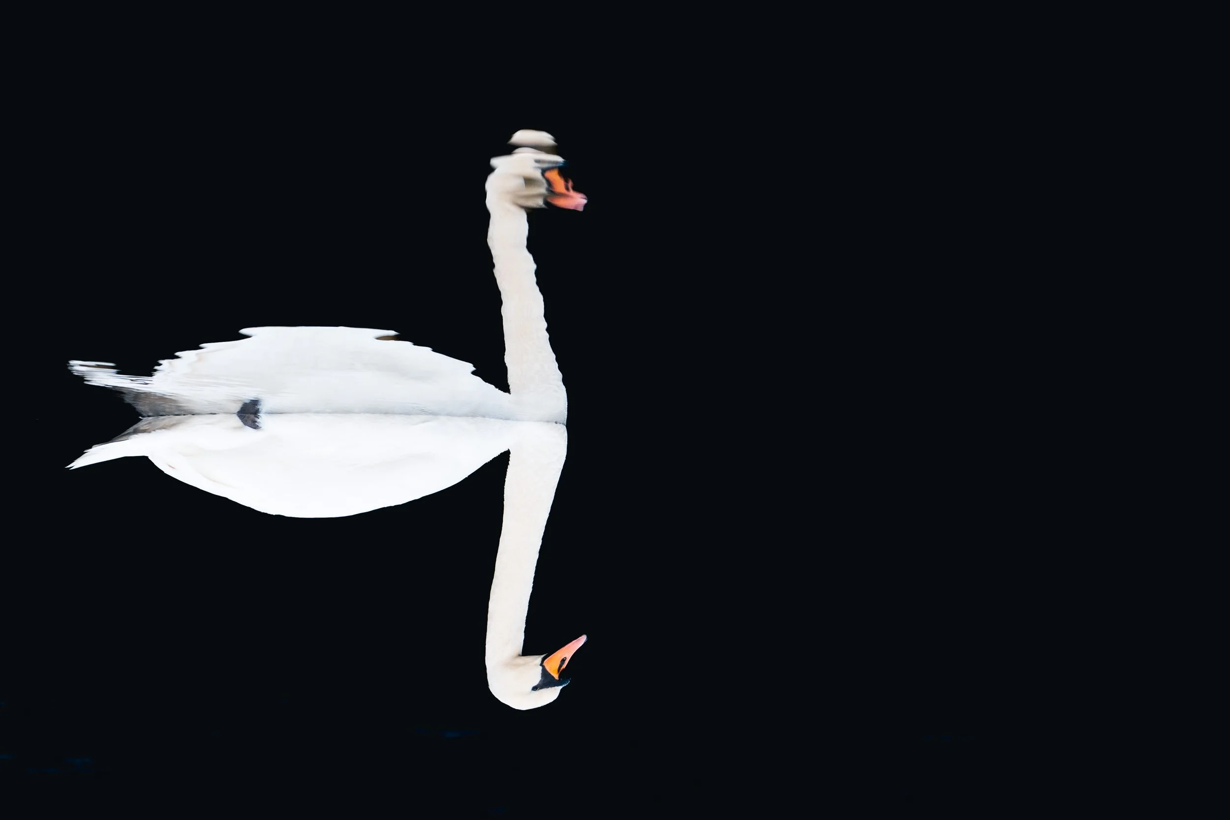 swan D.jpg