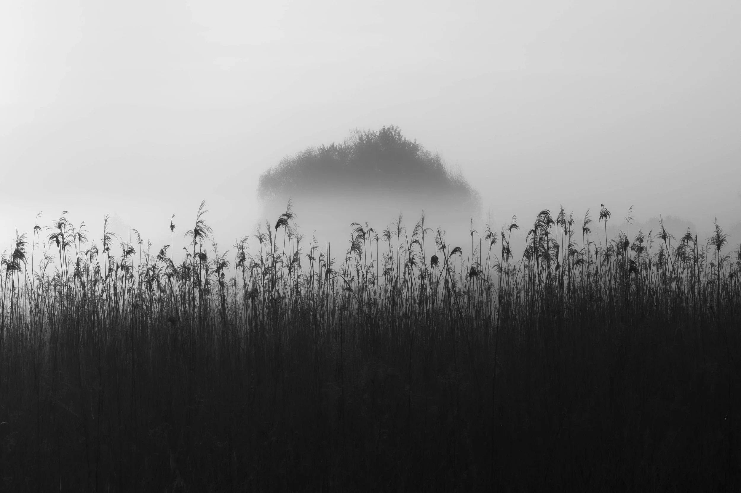 Pryimak photography. Black and white — photography