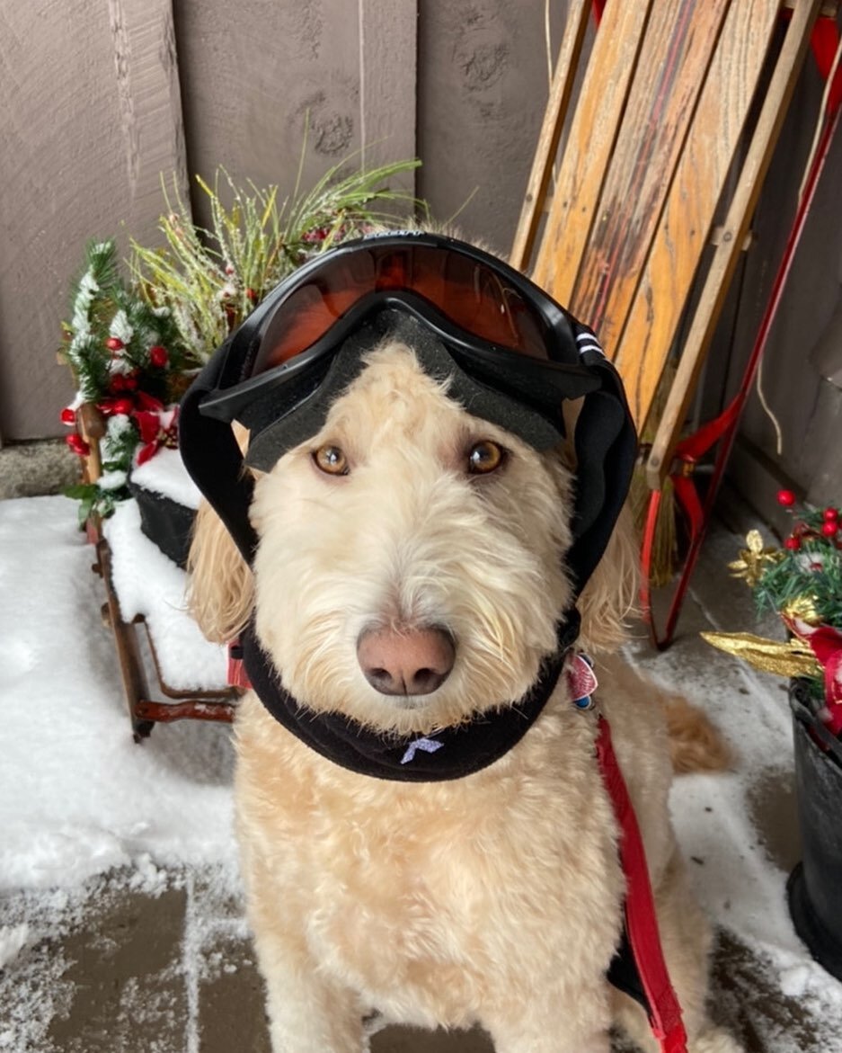 Elliott says it&rsquo;s so cold and gloomy in Maine that he wants to go skiing. I told him No silly Dog.. Spring really is right around the corner.. Hang on &hearts;️&hearts;️