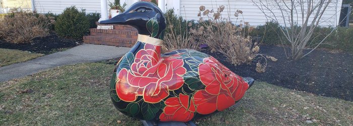 We co-fostered this duck to support the Yardley community 