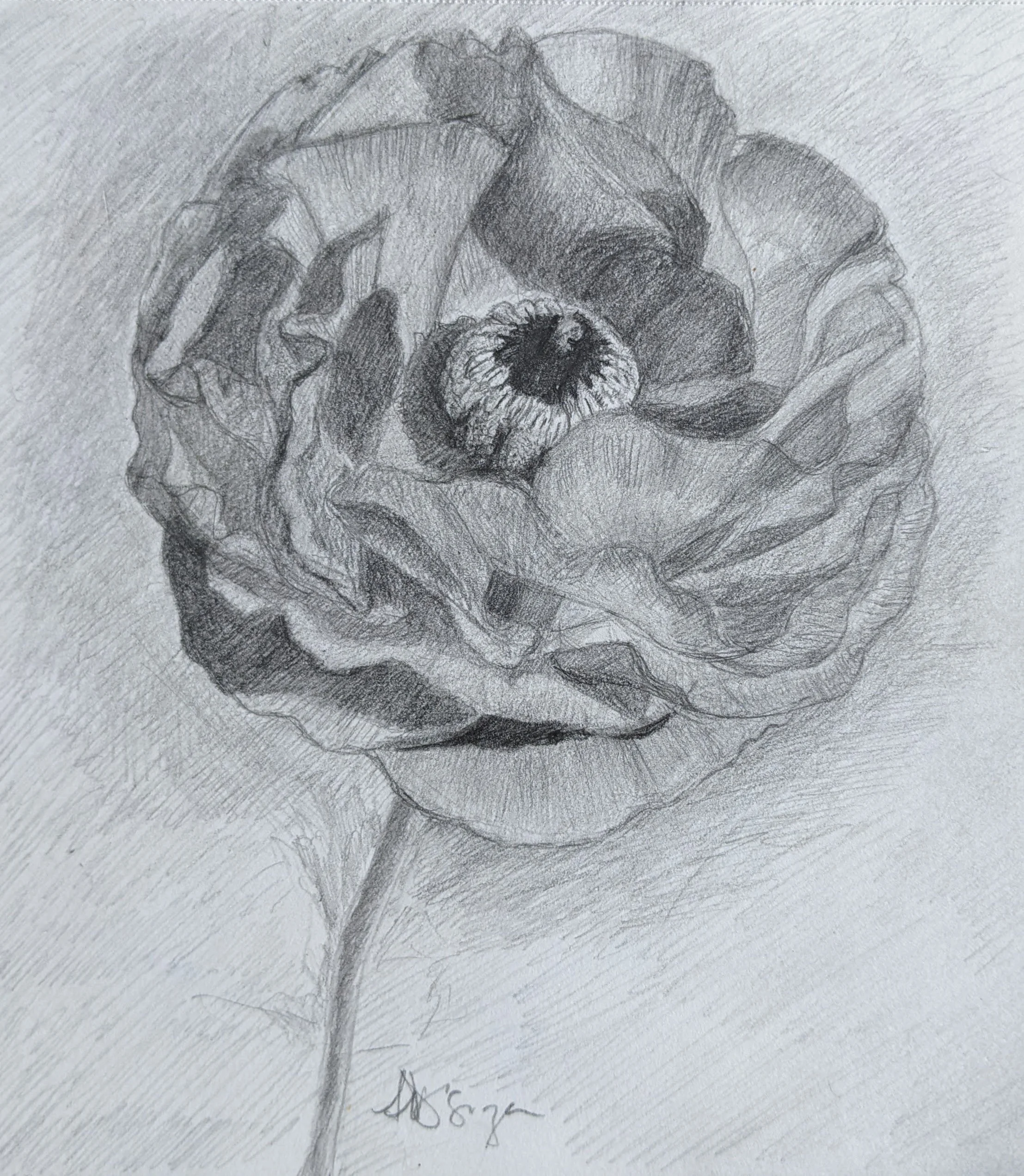 Ranunculus