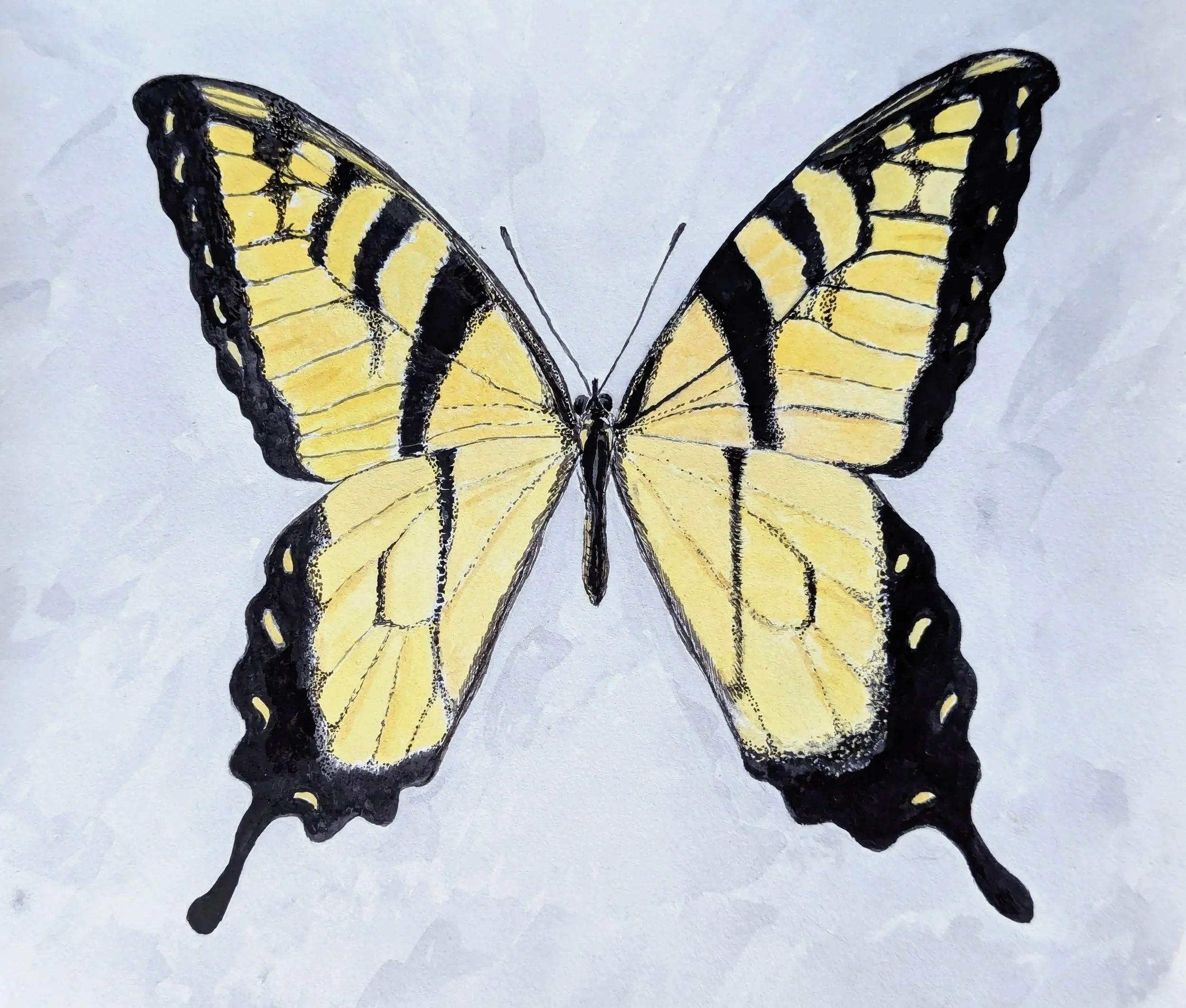 eastern+tiger+swallowtail.jpg