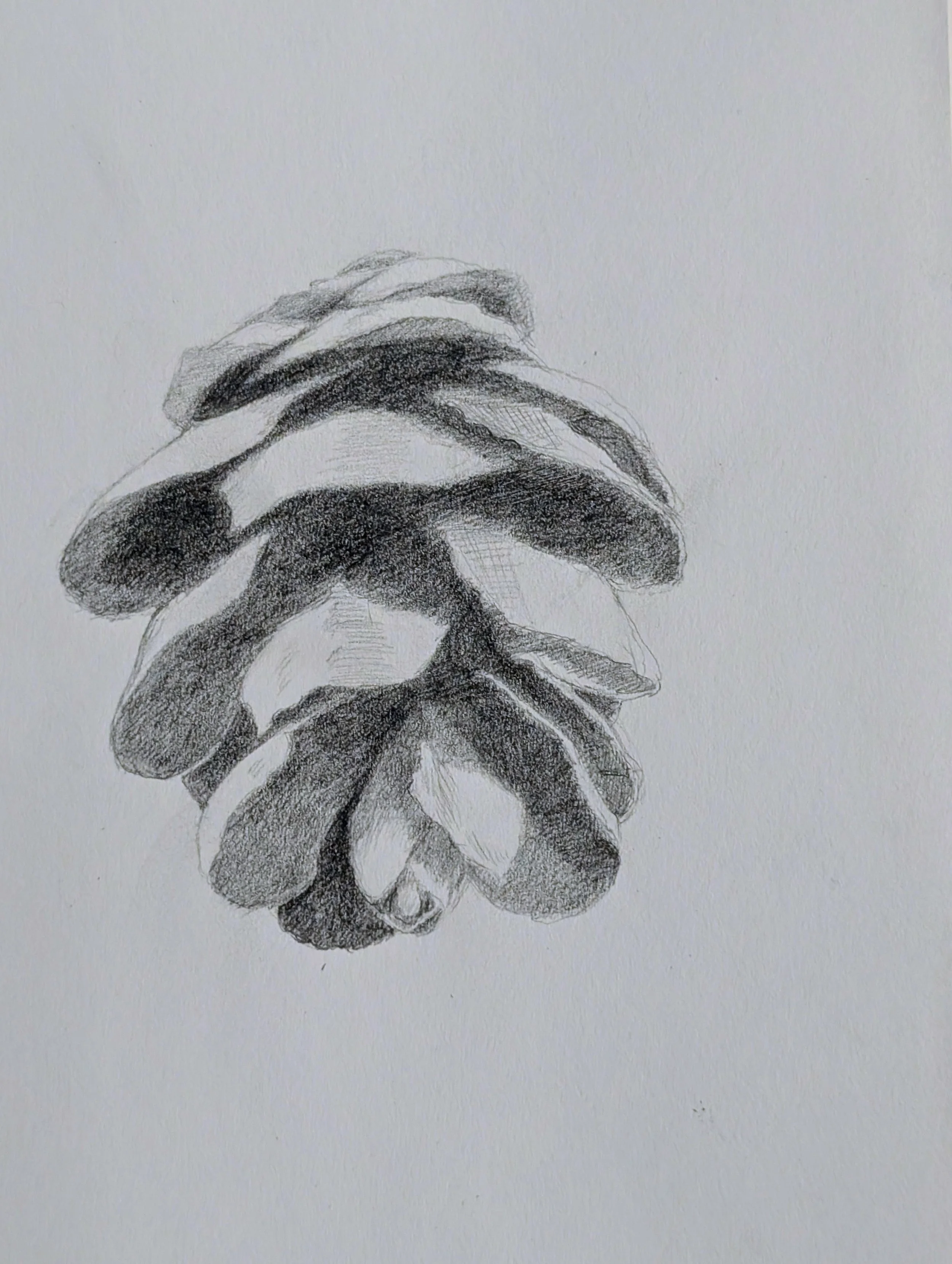 early stage_pinecone drawing.jpg