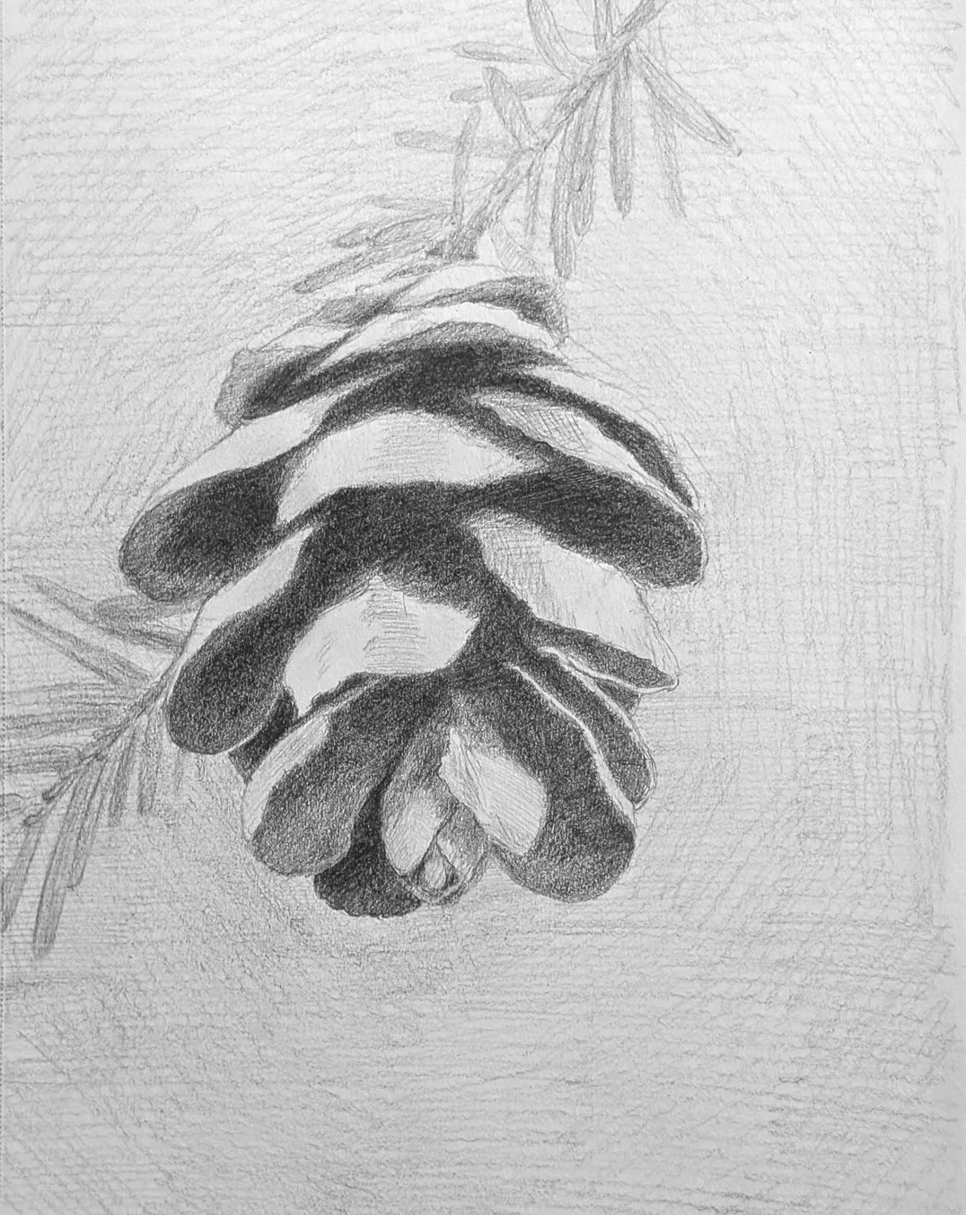 Eastern Hemlock Pinecone (or Procrastination)