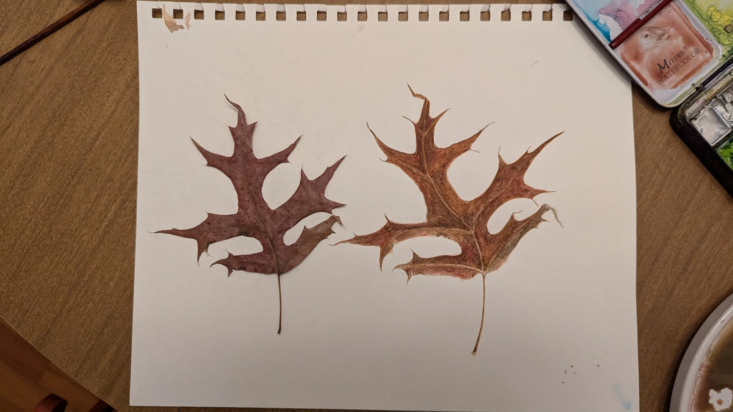 pin oak leafs.jpg
