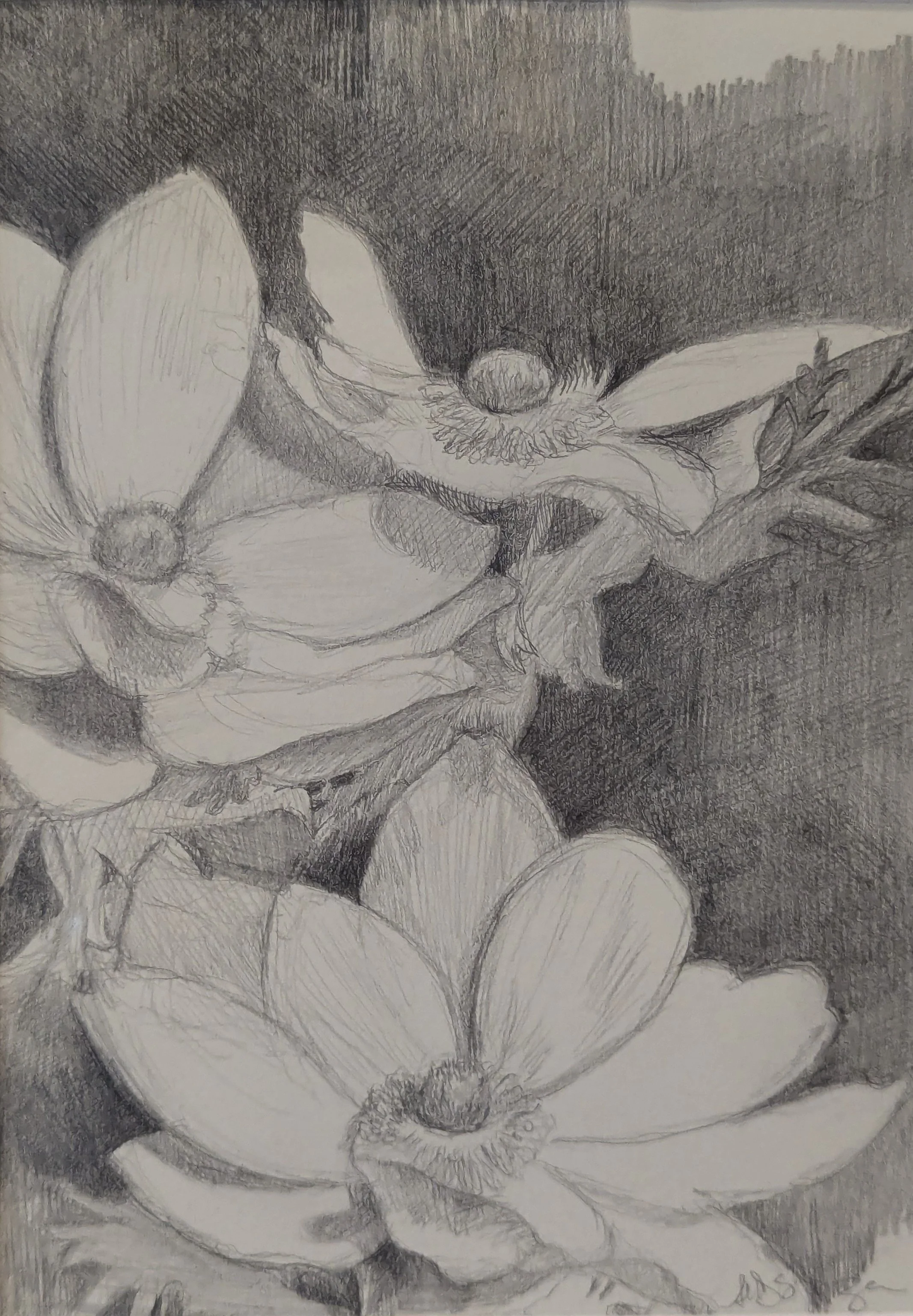Anemones