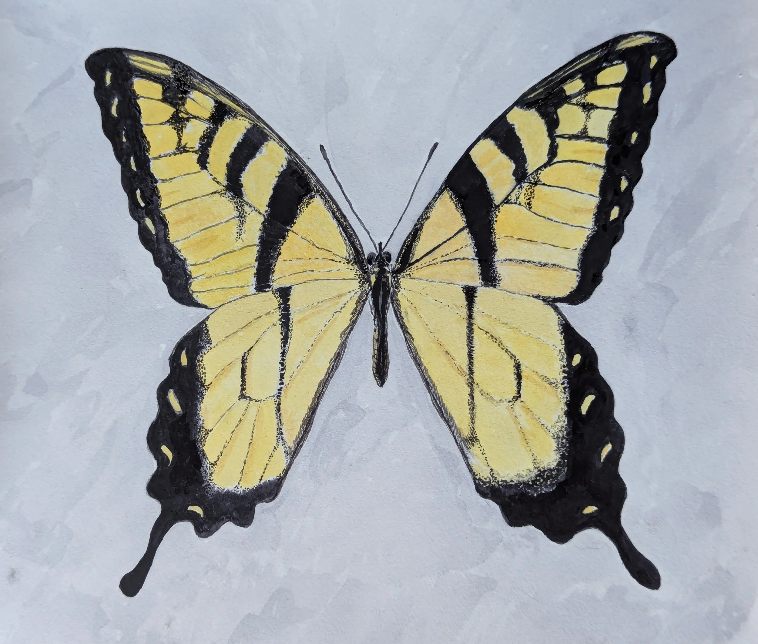 Eastern Tiger Swallowtail
