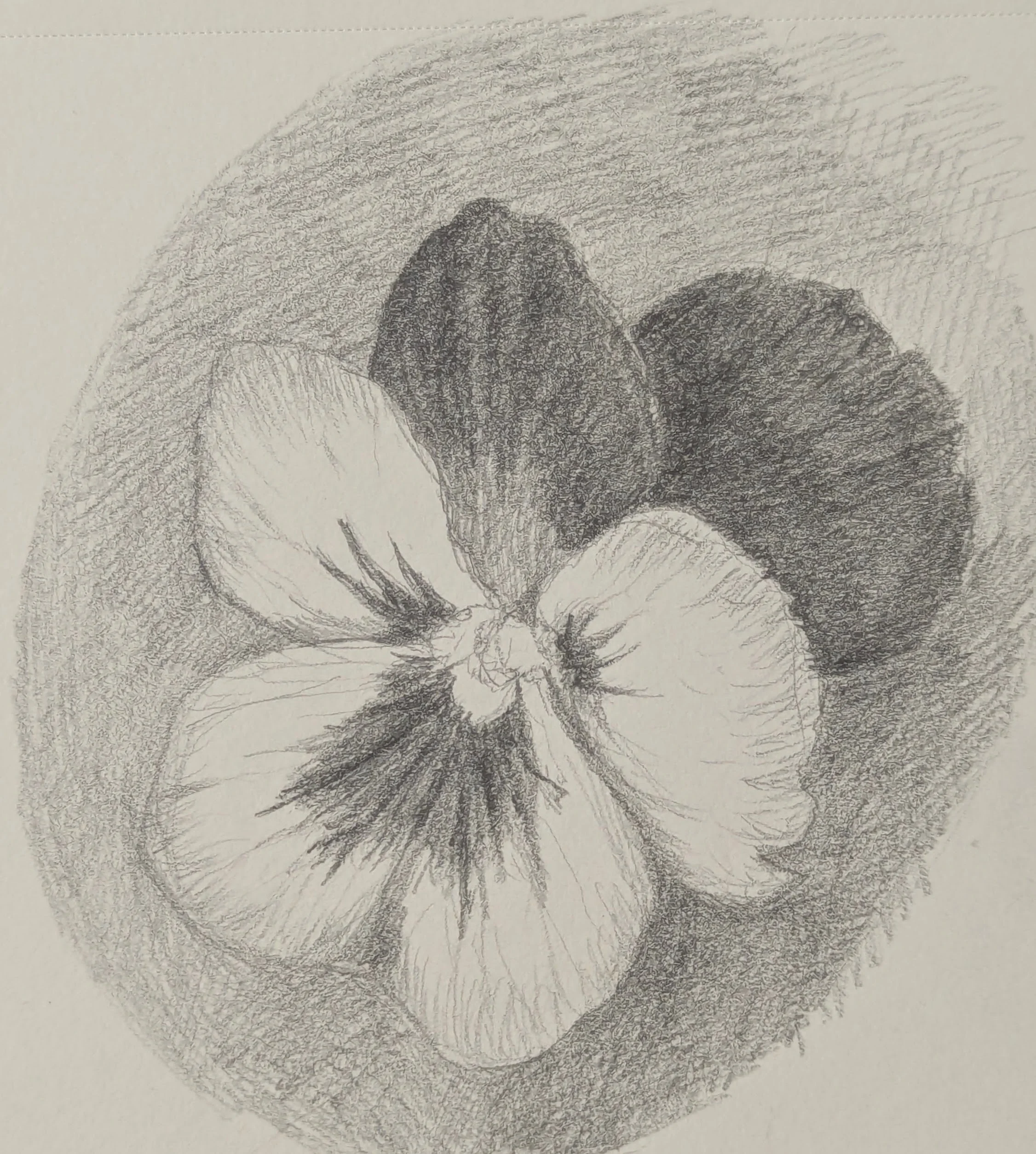 Pansy