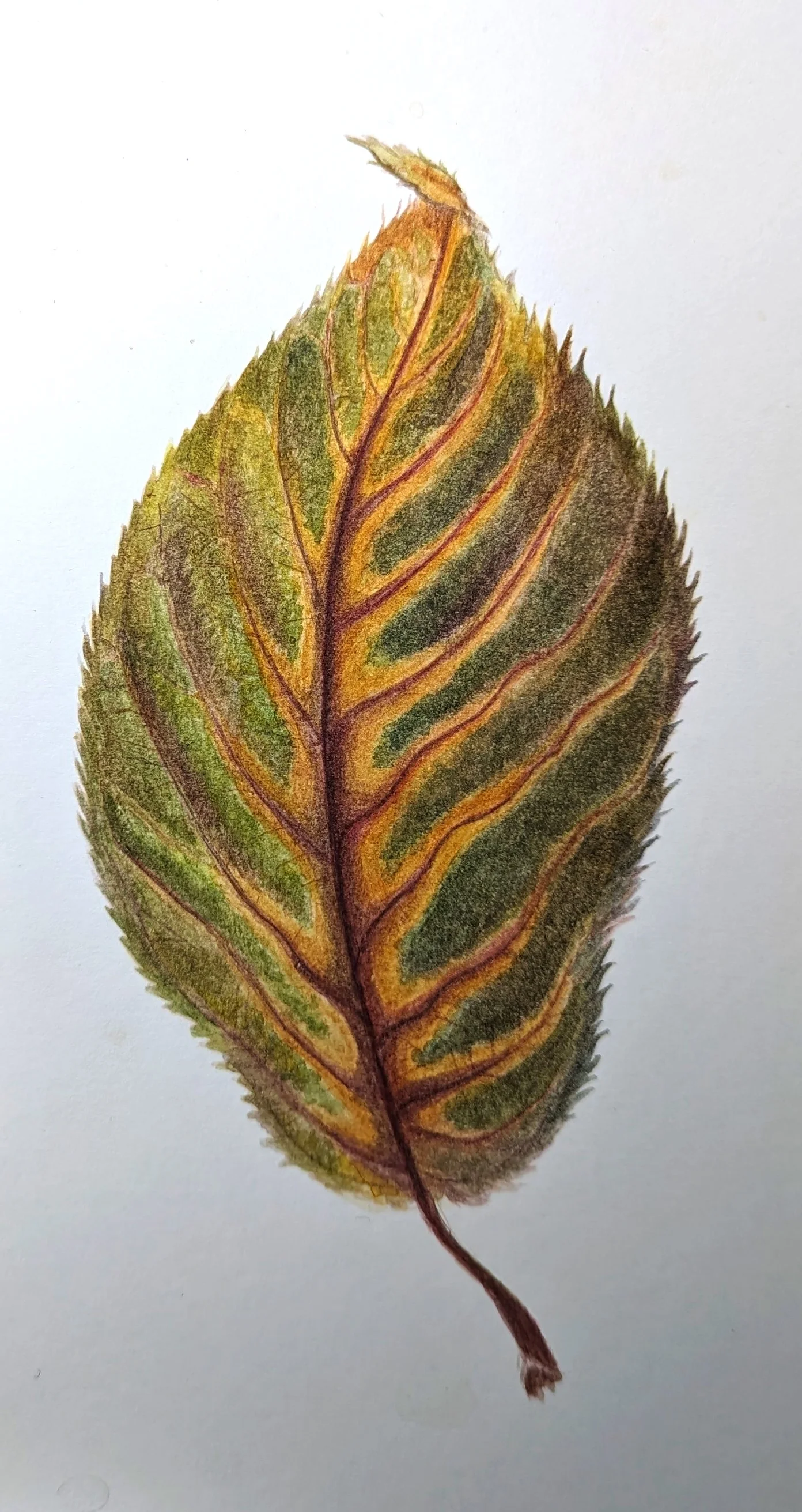 Cherry Leaf