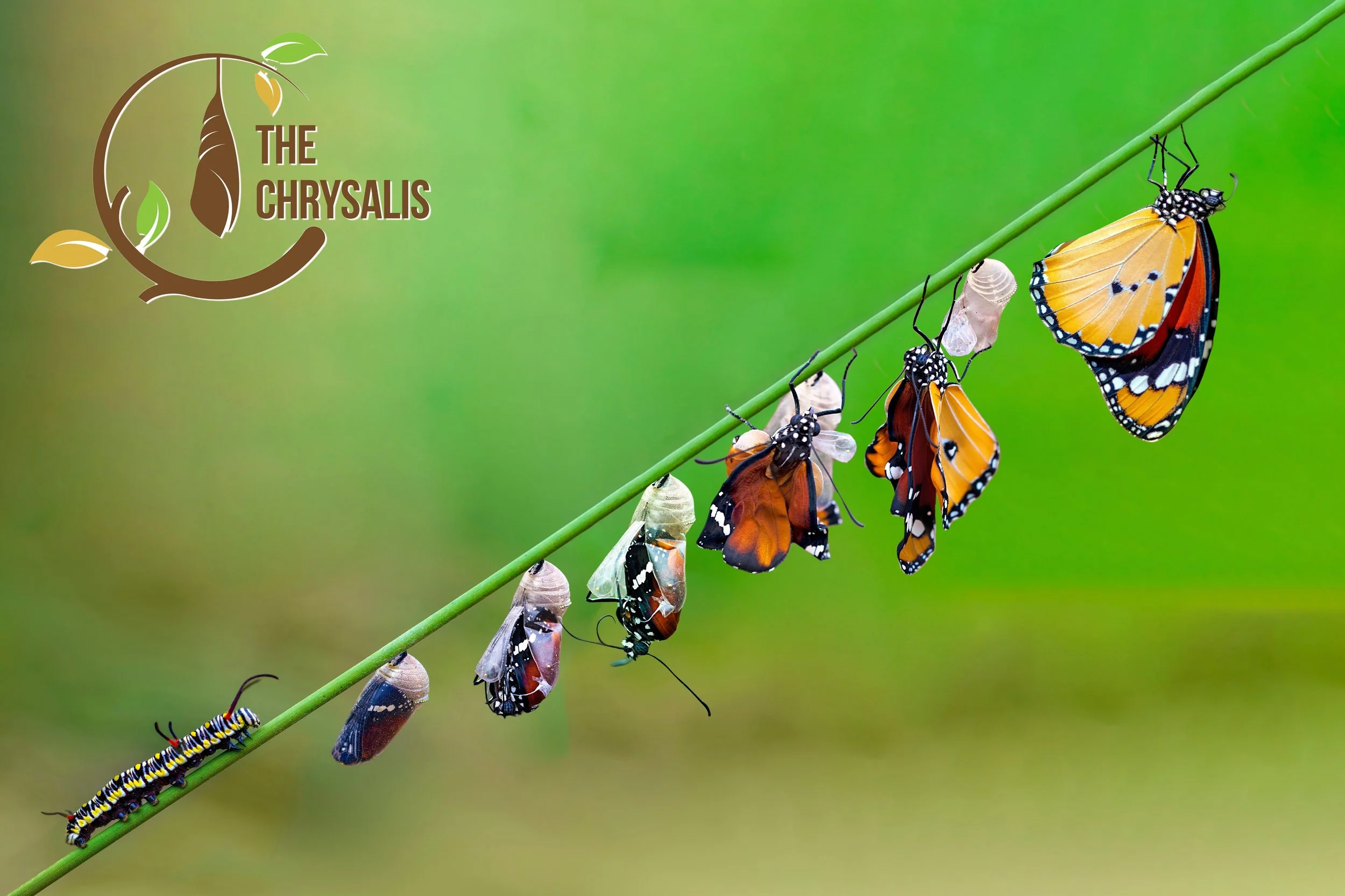 The Chrysalis