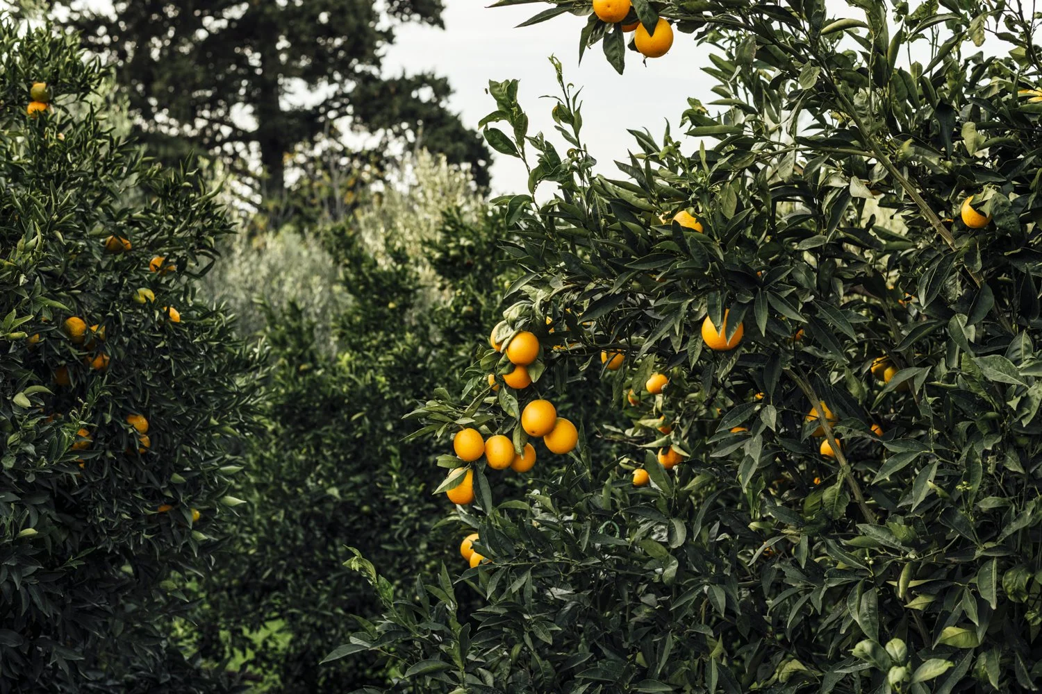 DSC_3201-Edit.jpg