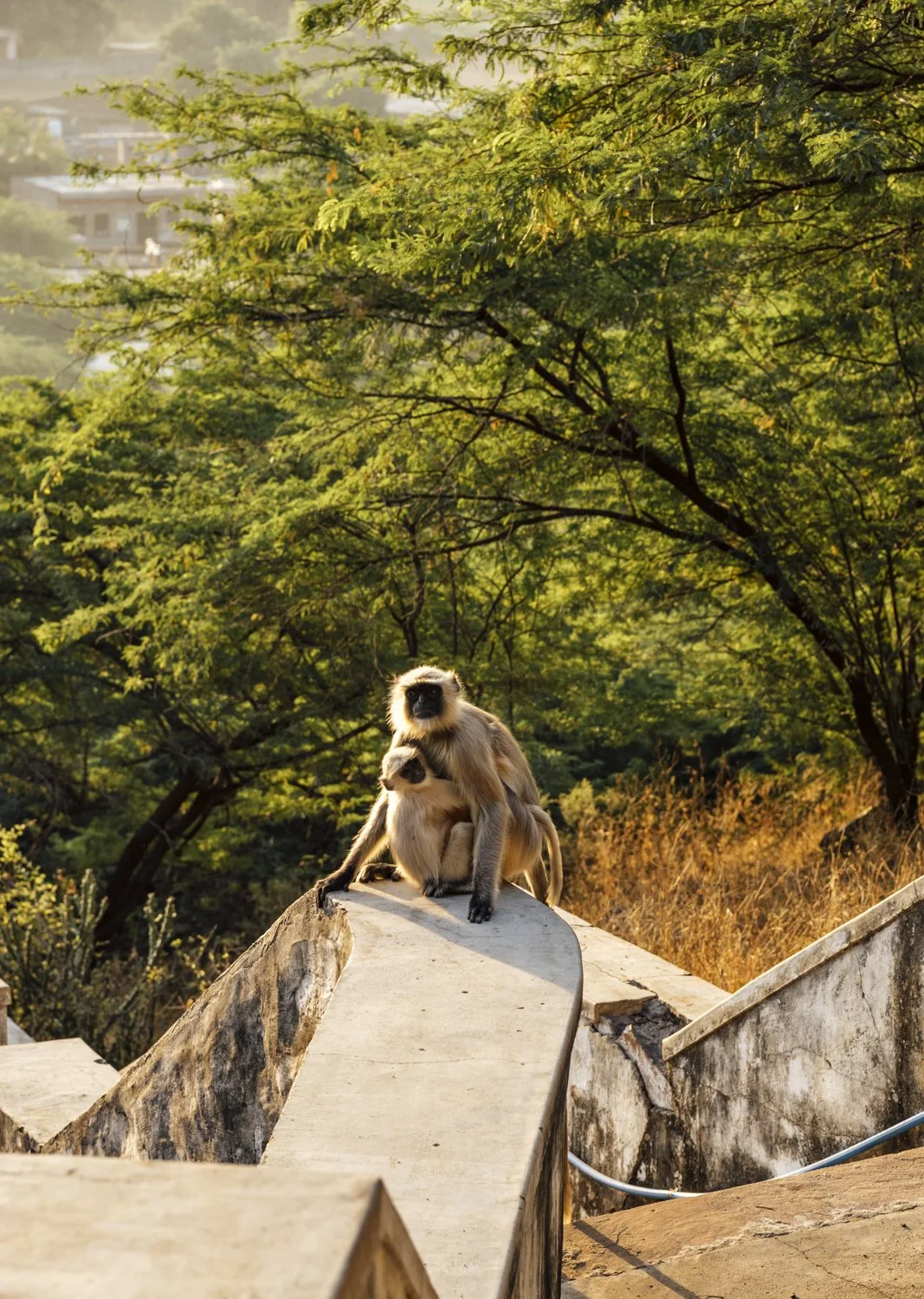 DSC_5204-Edit.jpg