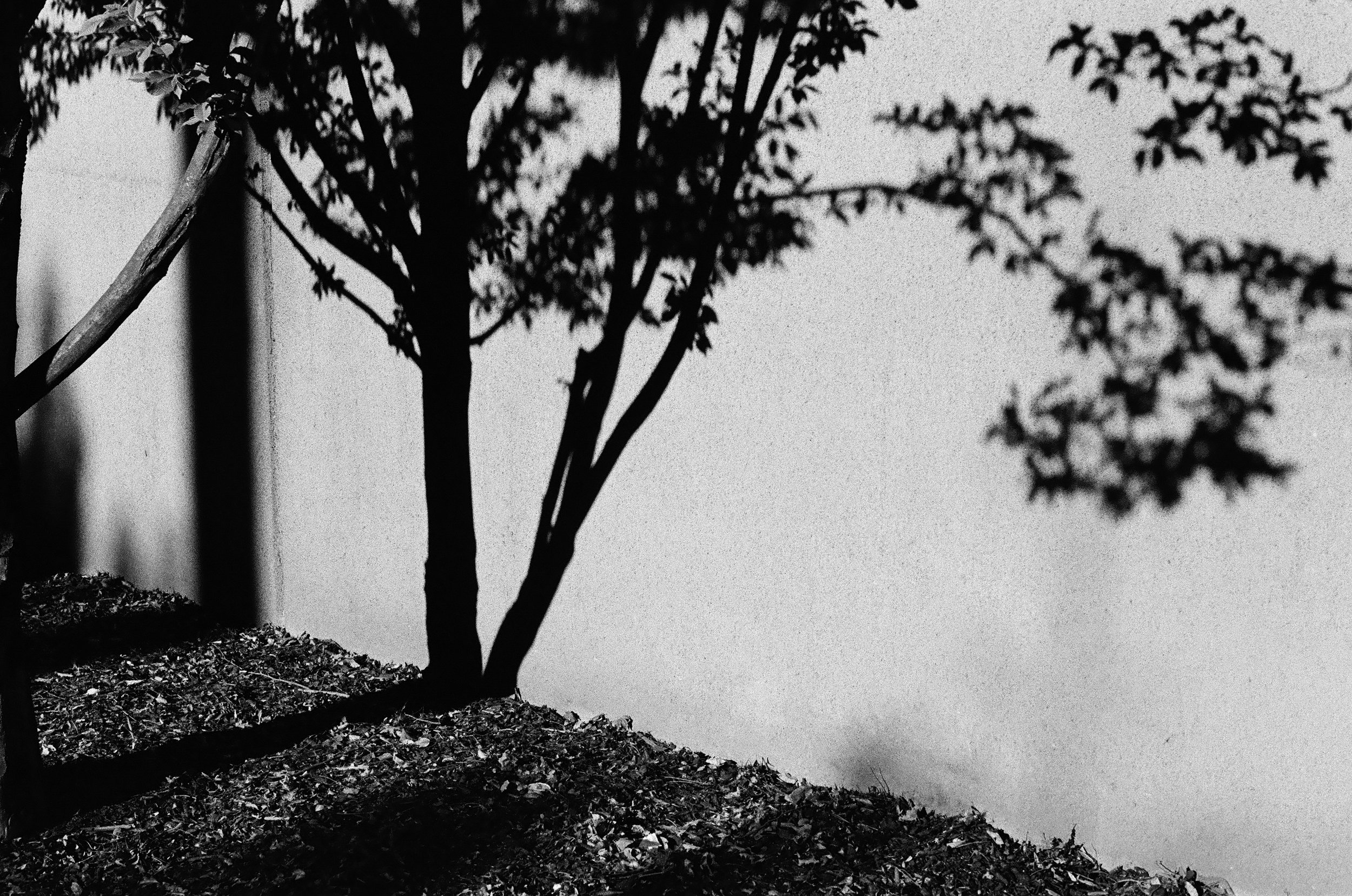 Shadow-Tree_ChristianHuber.jpg