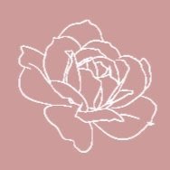 Pink rose.jpg