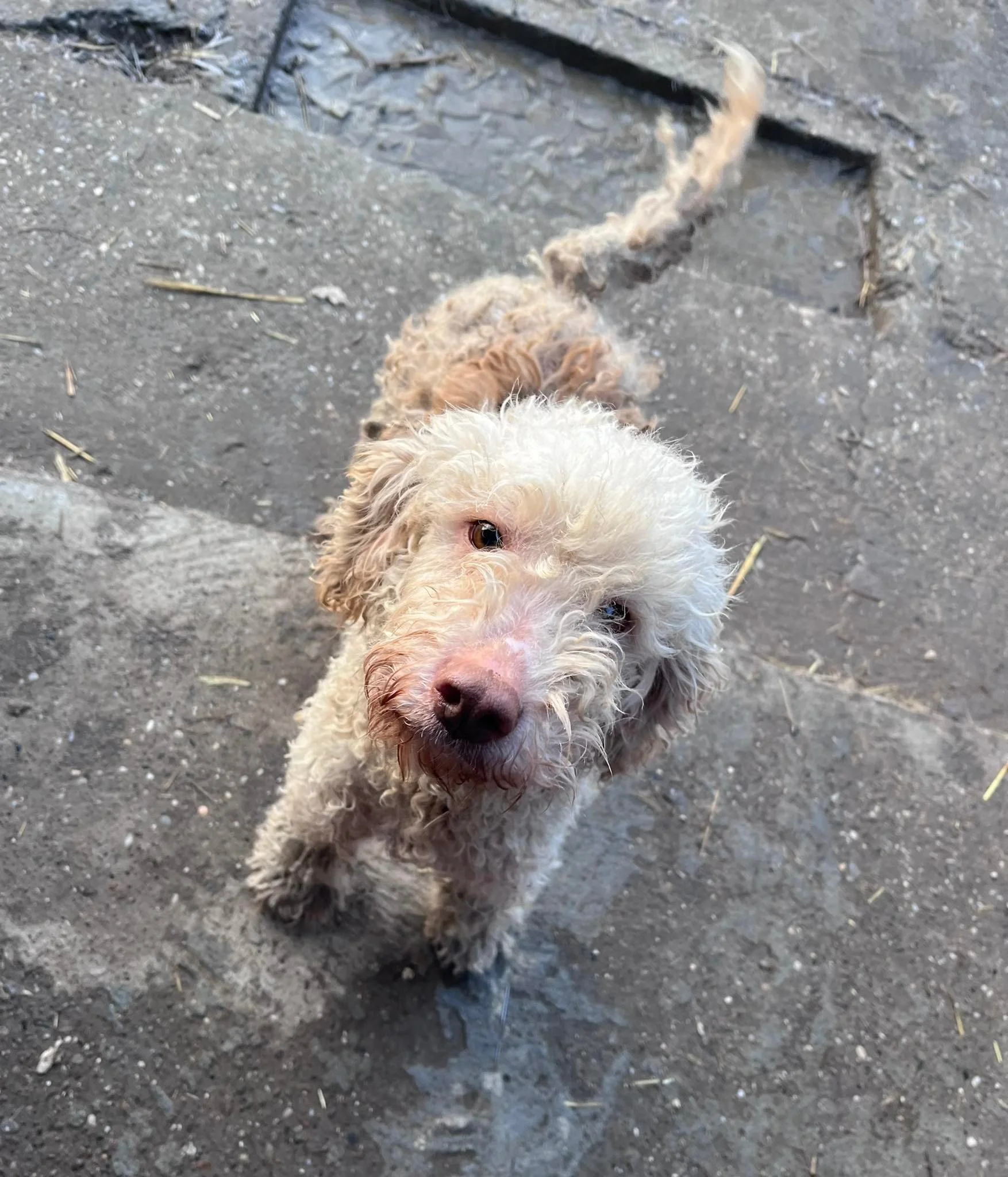 Koko (Geadopteerd)